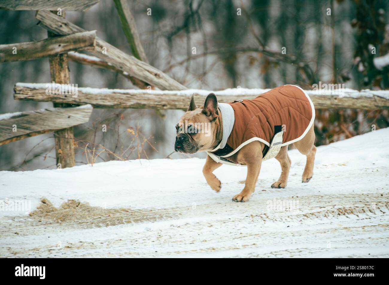 Französische Bulldogge im Winter, spazieren im Freien. Stockfoto