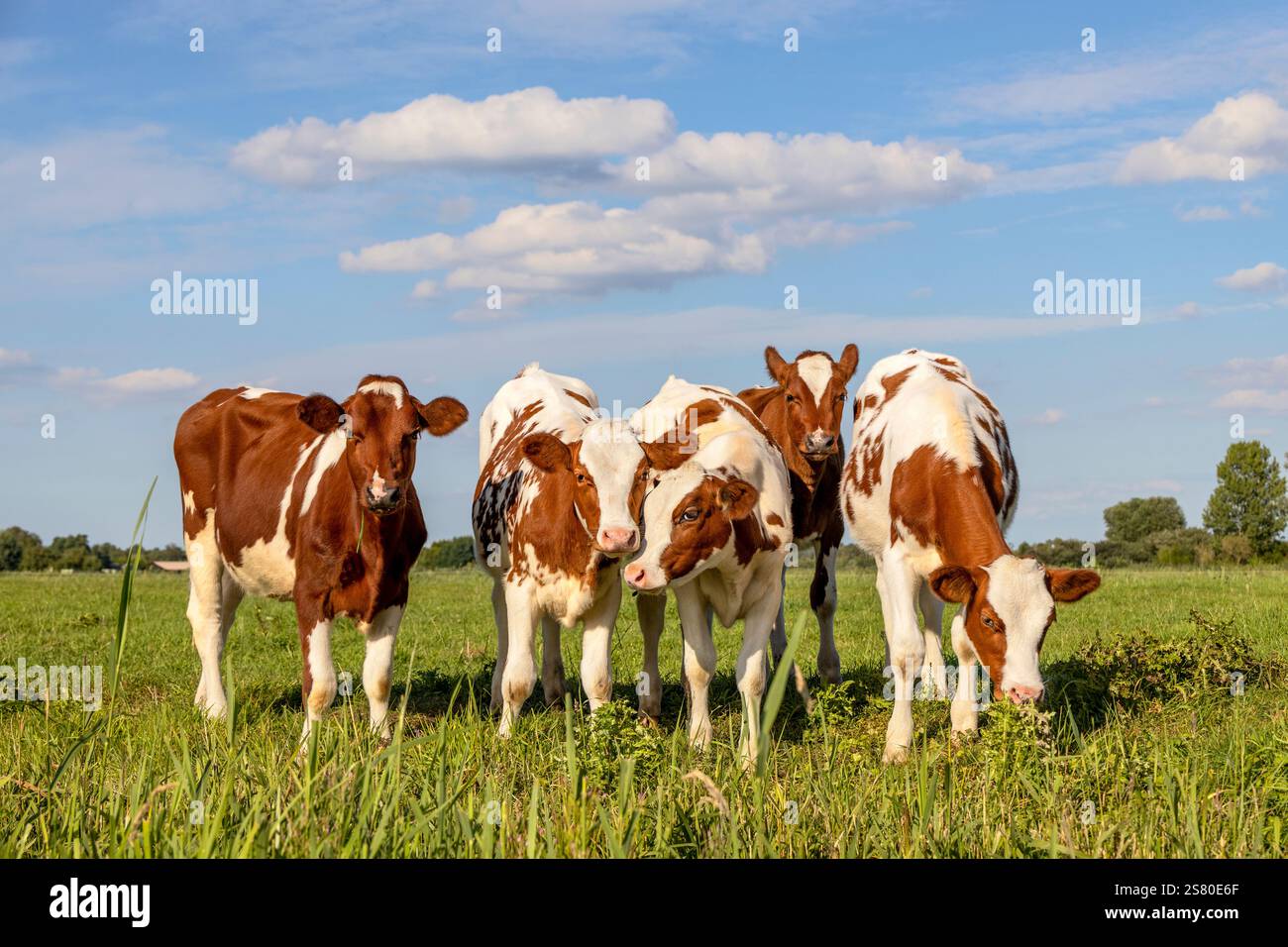 Pack die Kälberkühe nebeneinander, verspielt auf einer grünen Wiese, zusammen auf einer Weide unter blauem Himmel, rot-weiße Färse Stockfoto