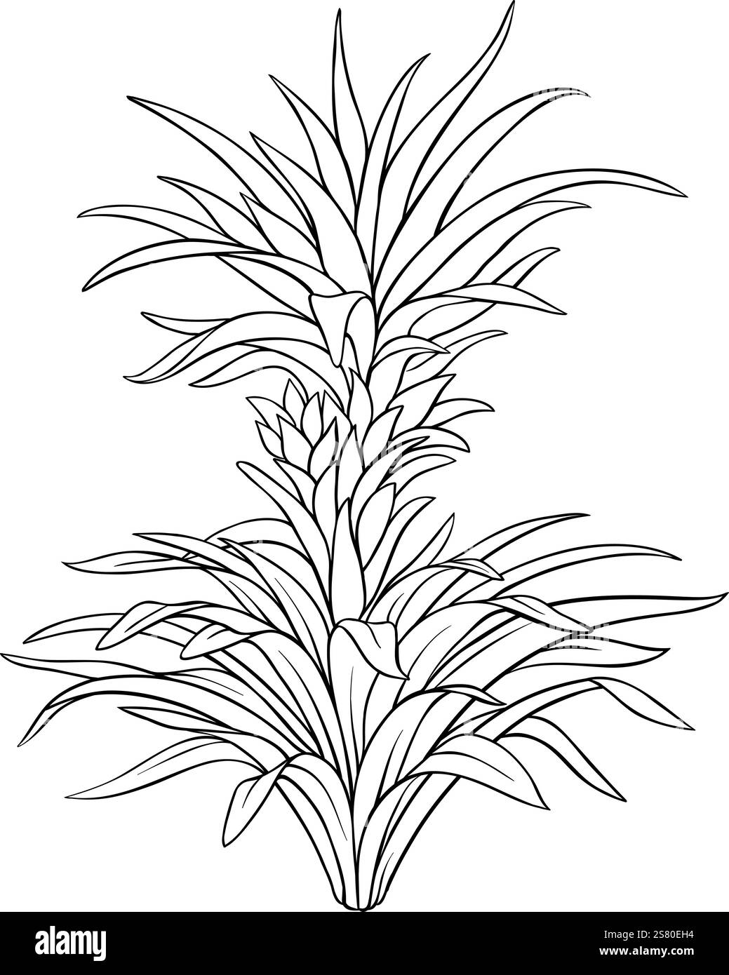 Ananaspflanze mit Blättern Umriss Illustration. Bio natürliche Ernährung gesunde Lebensmittelzutat, vegetarische Ernährung Produkt. Vektor isoliert für d Stock Vektor
