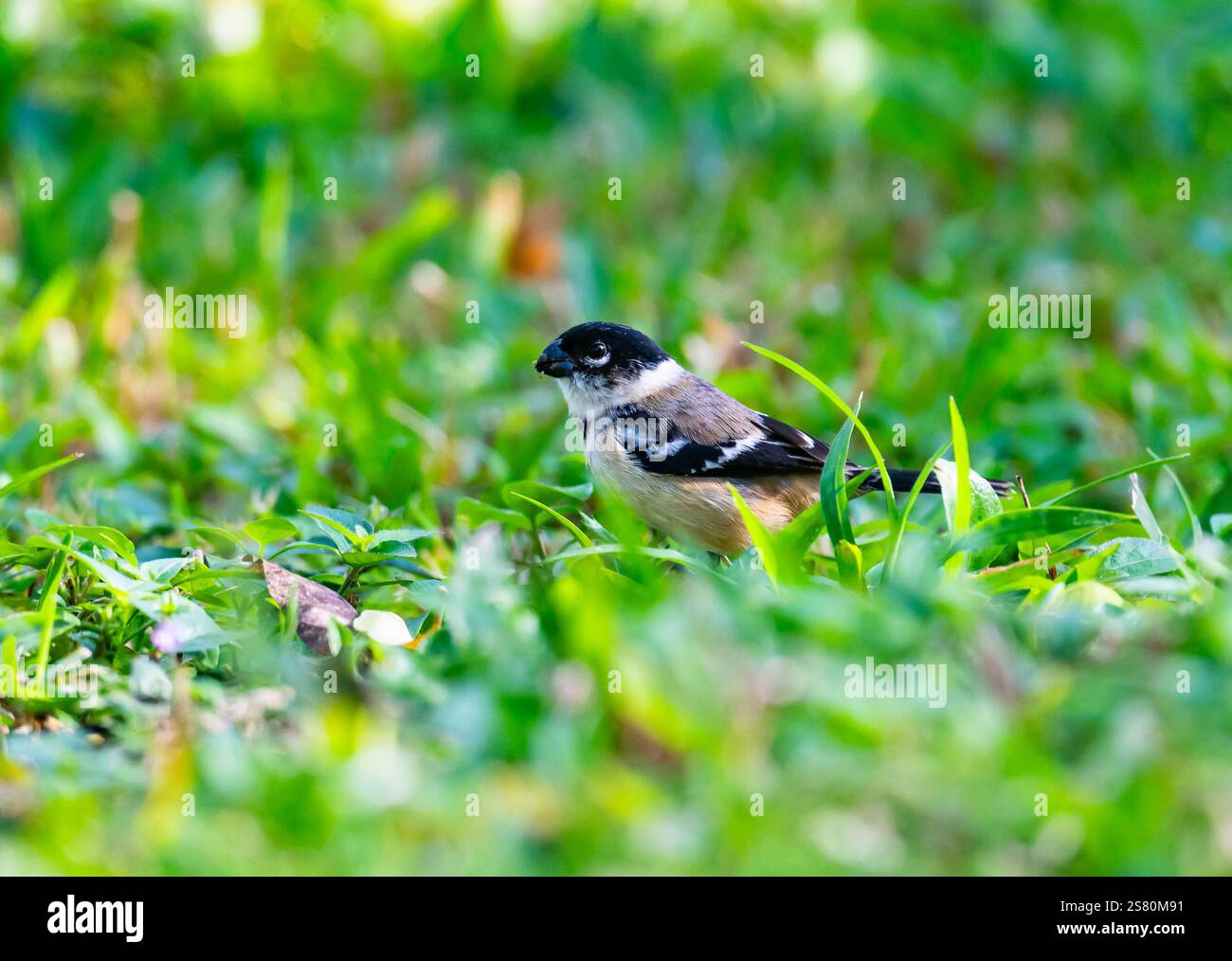 Ein Morelet-Seedeater (Sporophila morelleti) auf der Suche nach grünem Gras. Guatemala, Zentralamerika. Stockfoto