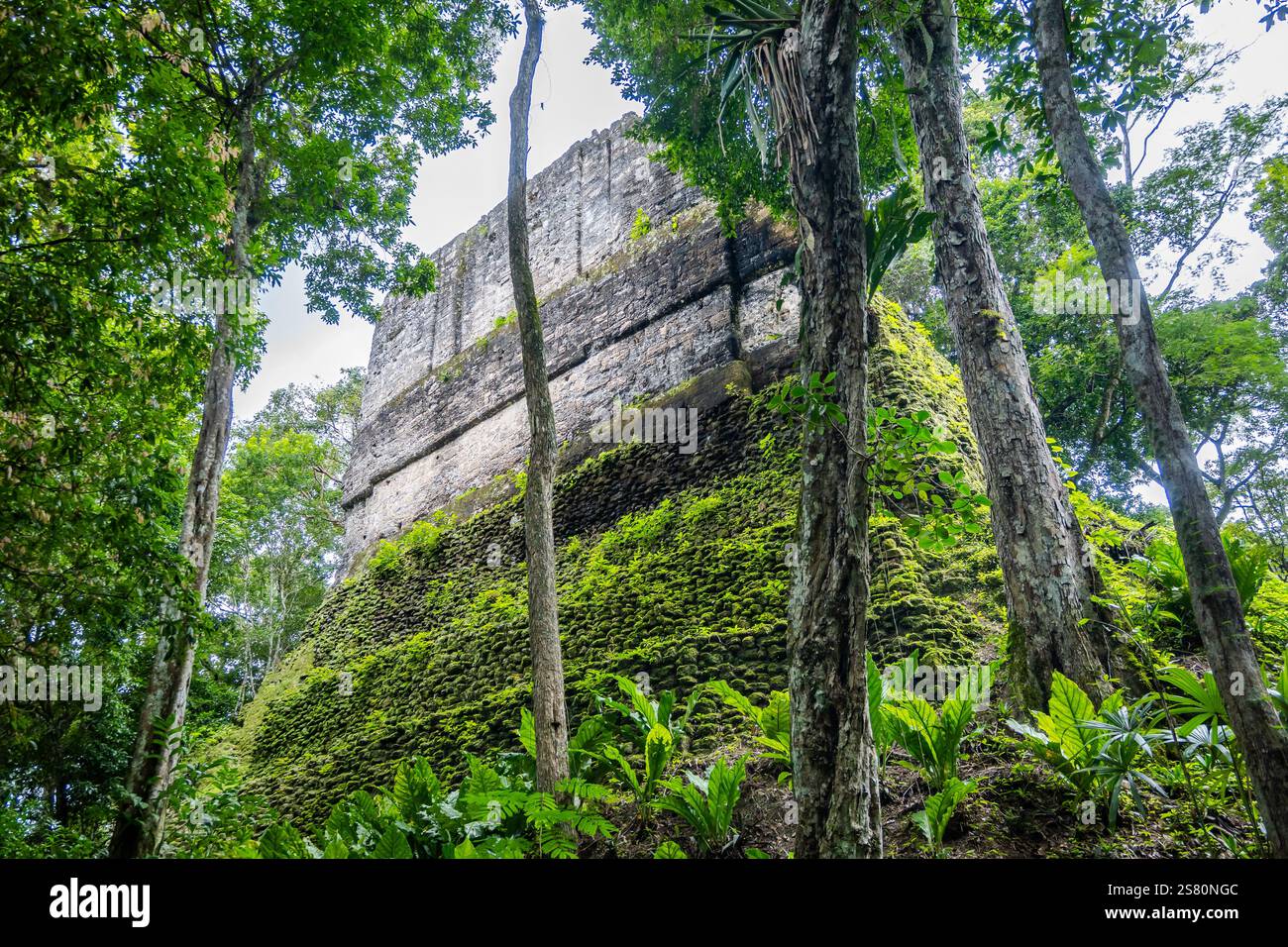 Ruinen von Templo VI. Wurden zurückerobert und von der Natur umgeben. Tikal Nationalpark, Guatemala, Zentralamerika. Stockfoto