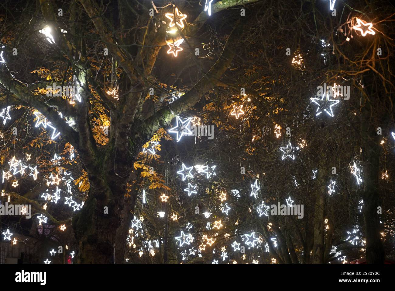 Sternförmige Lichter hängen nachts in Baumzweigen Stockfoto