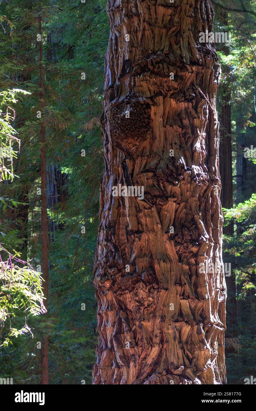 Redwood National und State Parks in Kalifornien. Großer Baum. Stout Memorial Grove. Stockfoto