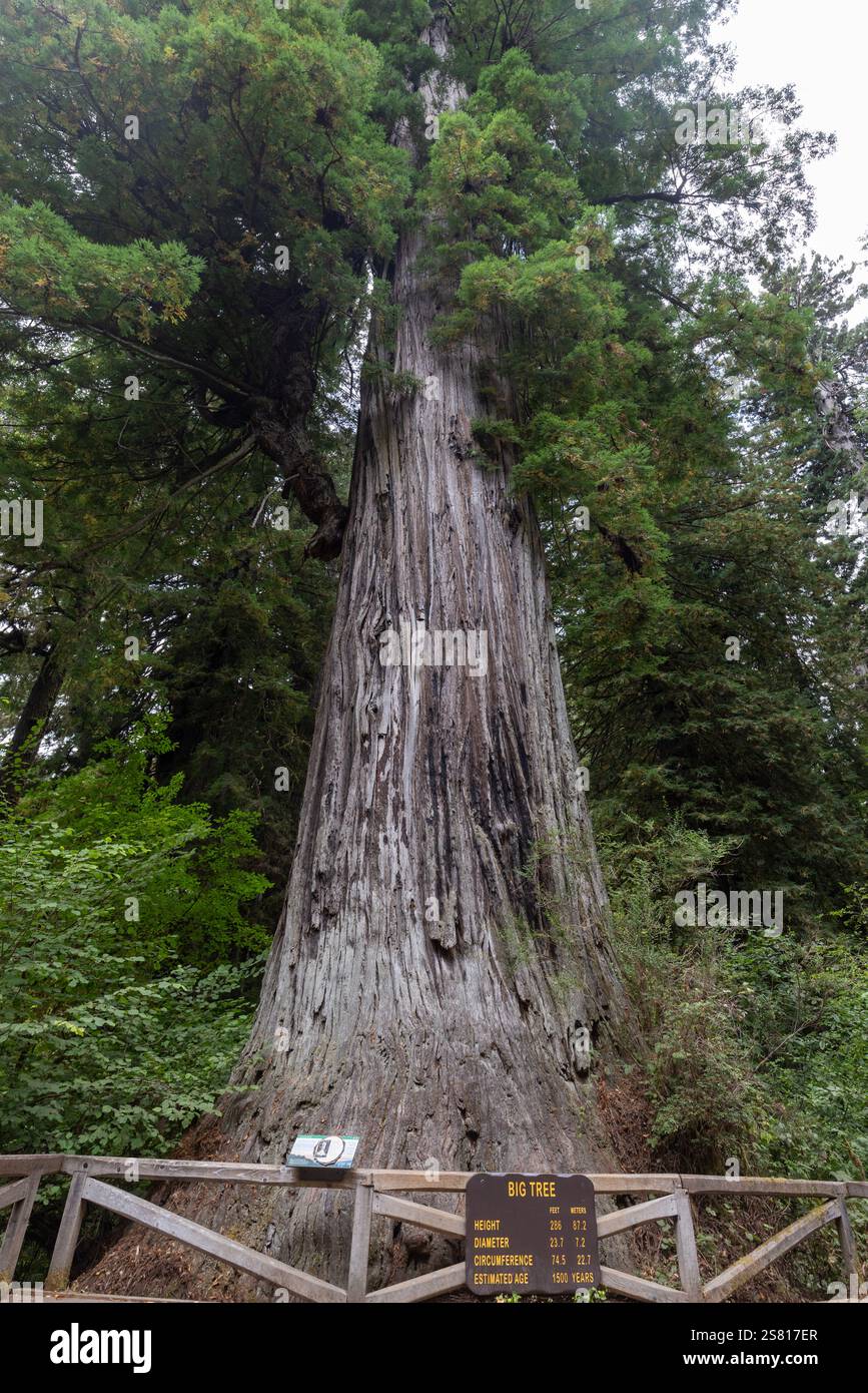 Redwood National und State Parks in Kalifornien. Großer Baum. Stout Memorial Grove. Stockfoto