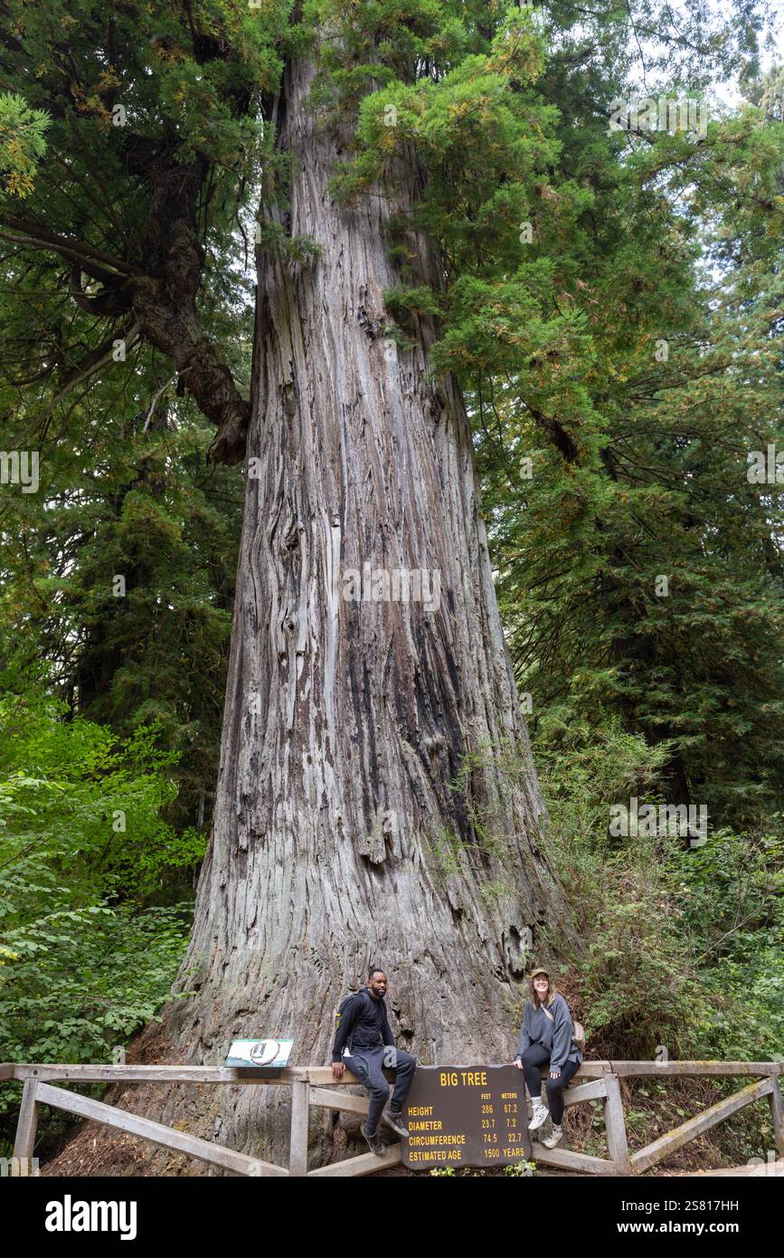 Redwood National und State Parks in Kalifornien. Großer Baum. Stout Memorial Grove. Stockfoto