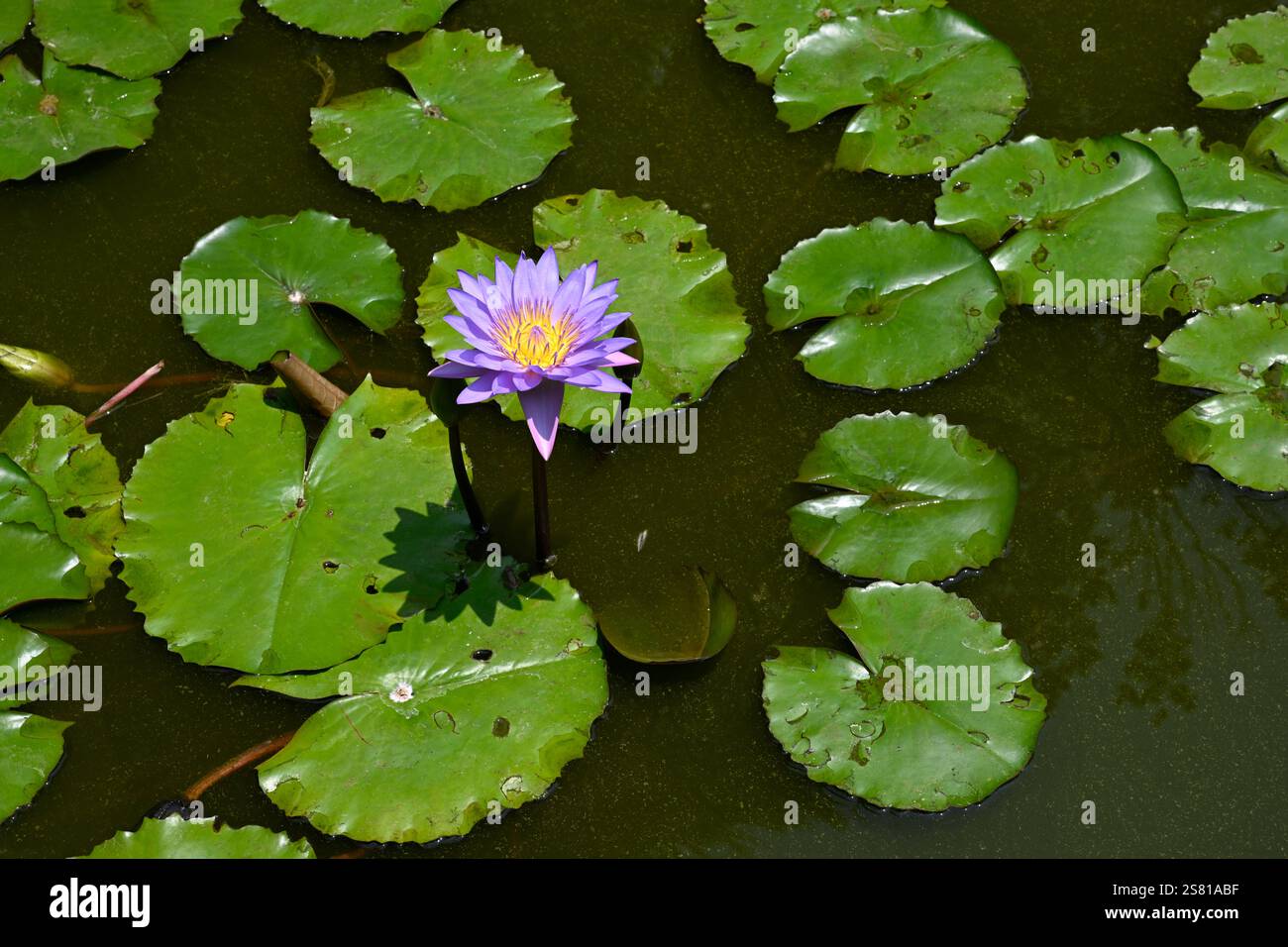 Indonesien, Java, Lotusblume. Stockfoto