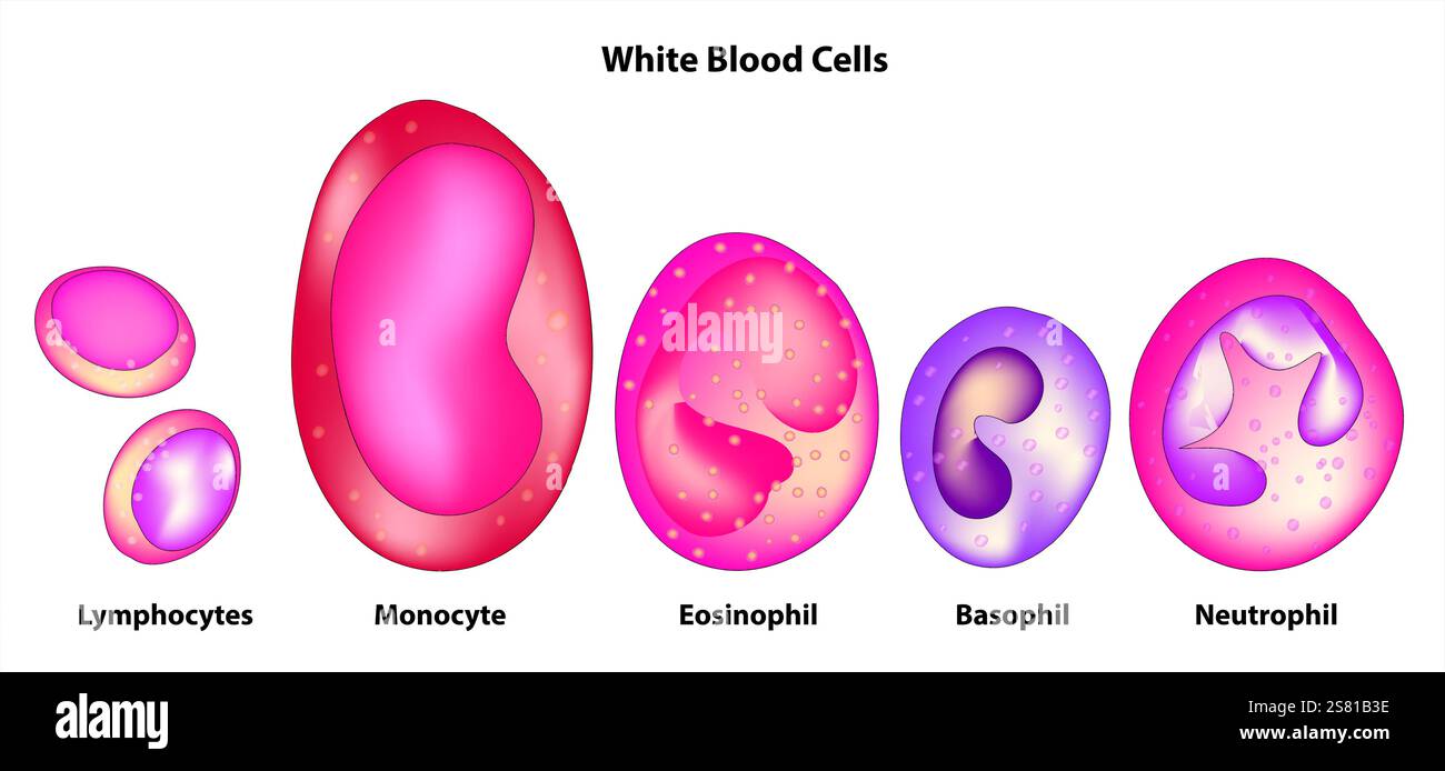 Typ der weißen Blutkörperchen. Basophile, neutrophile Granulozyten, Eosinophile, Monozyten und Lymphozyten. Leukozyten. Blutzellen erziehende medizinische Information Stock Vektor