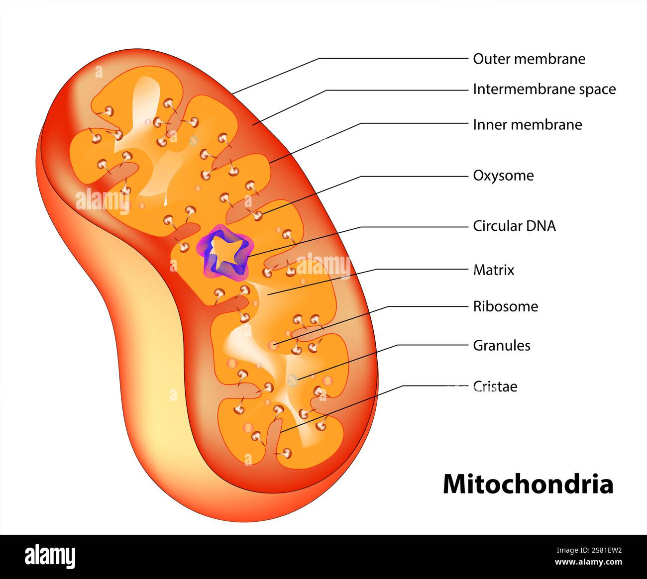 Vektordiagramm der Mitochondrien. Querschnittsansicht. Medizinische Infografiken Stock Vektor