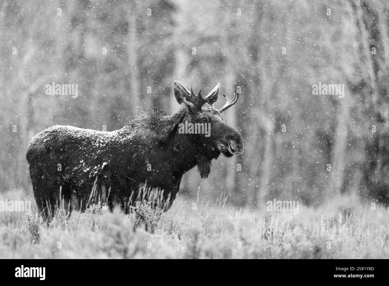 Junger Bulle Elch in leichtem Schnee. Stockfoto