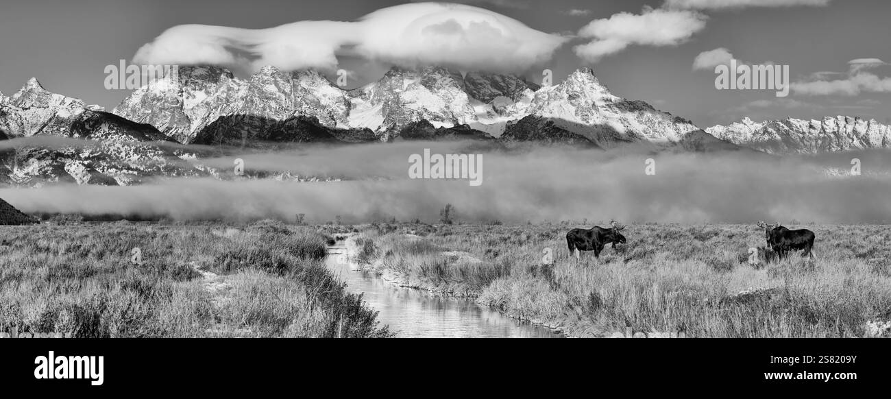 Panorama eines Bullenpaares Elch vor der Grand Teton Bergkette. Stockfoto