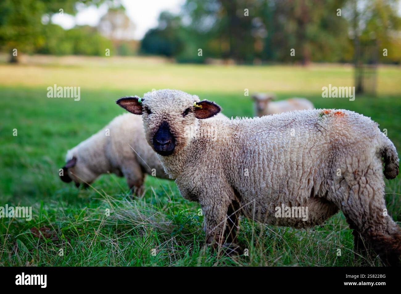 Eine ruhige Szene eines Schafes, das friedlich auf einer grünen Wiese weidet. Stockfoto