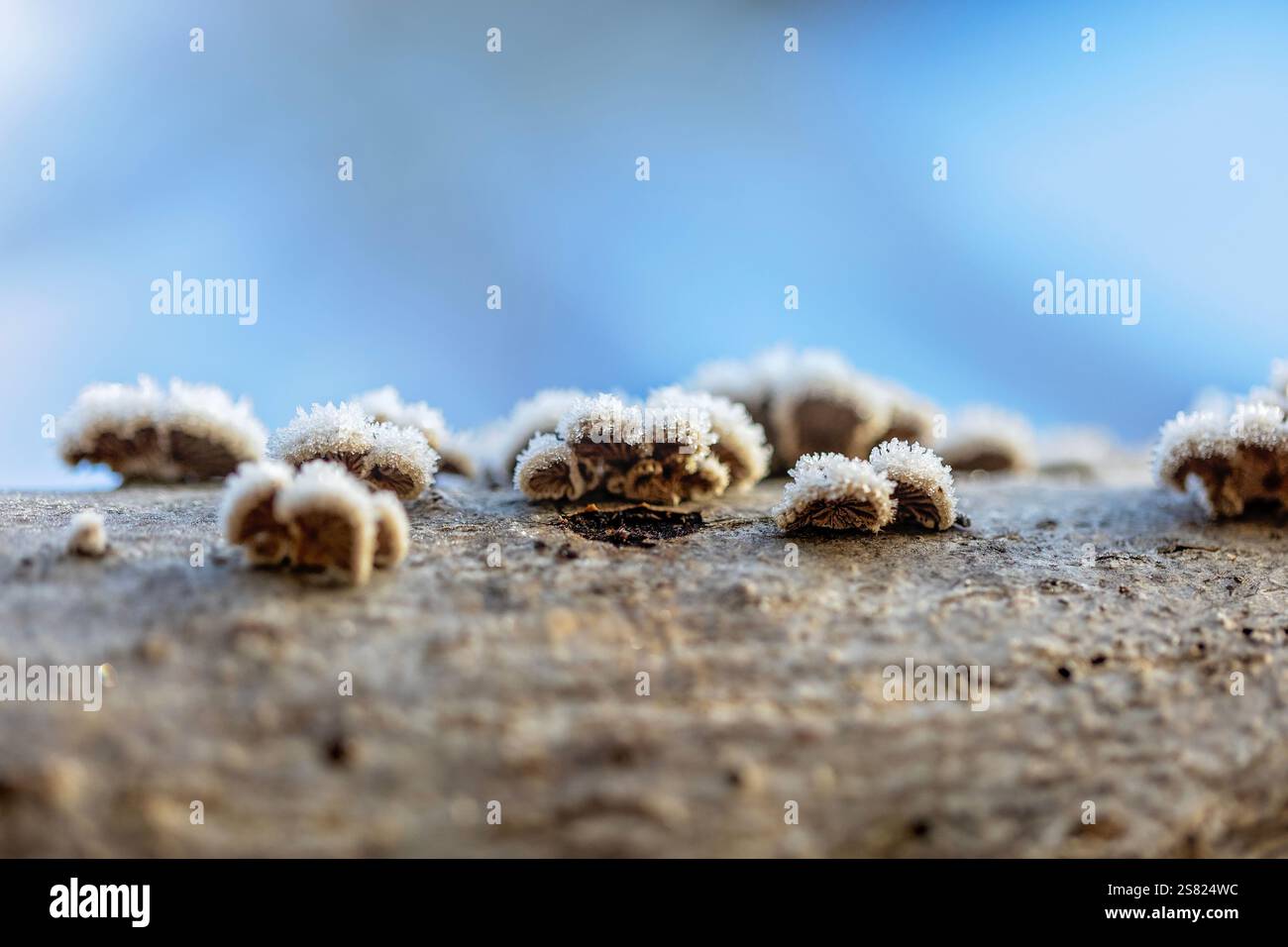 Makroaufnahme von frostbedeckten Pilzen, die auf einem Baumzweig wachsen, mit zarten Eiskristallen, die im weichen natürlichen Licht glitzern. Winter im Garten. Stockfoto