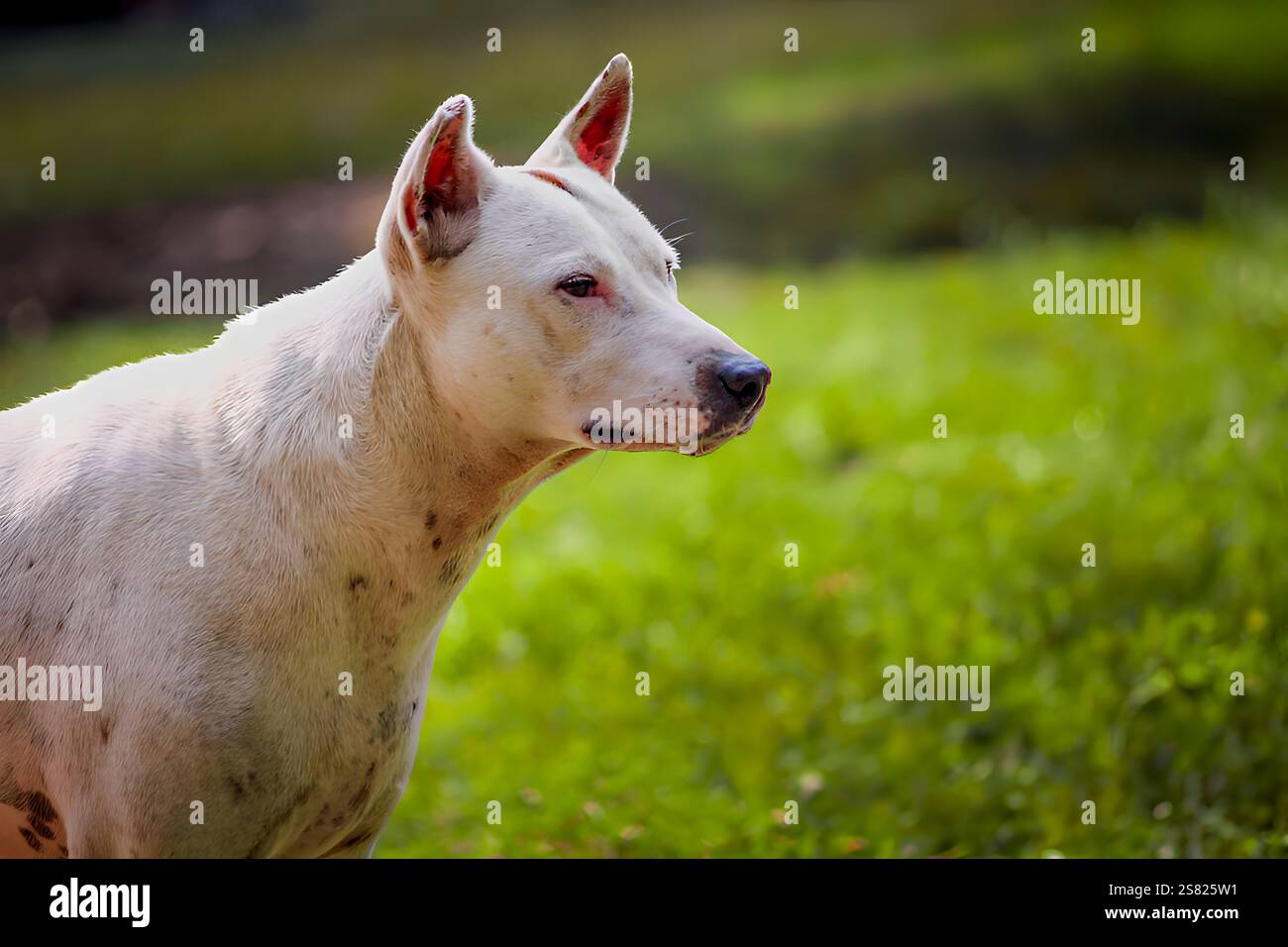 Ein majestätischer Dogo Argentino, ein wunderschöner weißer Hund mit einer muskulösen Struktur, der stolz steht und sein elegantes und kraftvolles Auftreten zeigt. Stockfoto