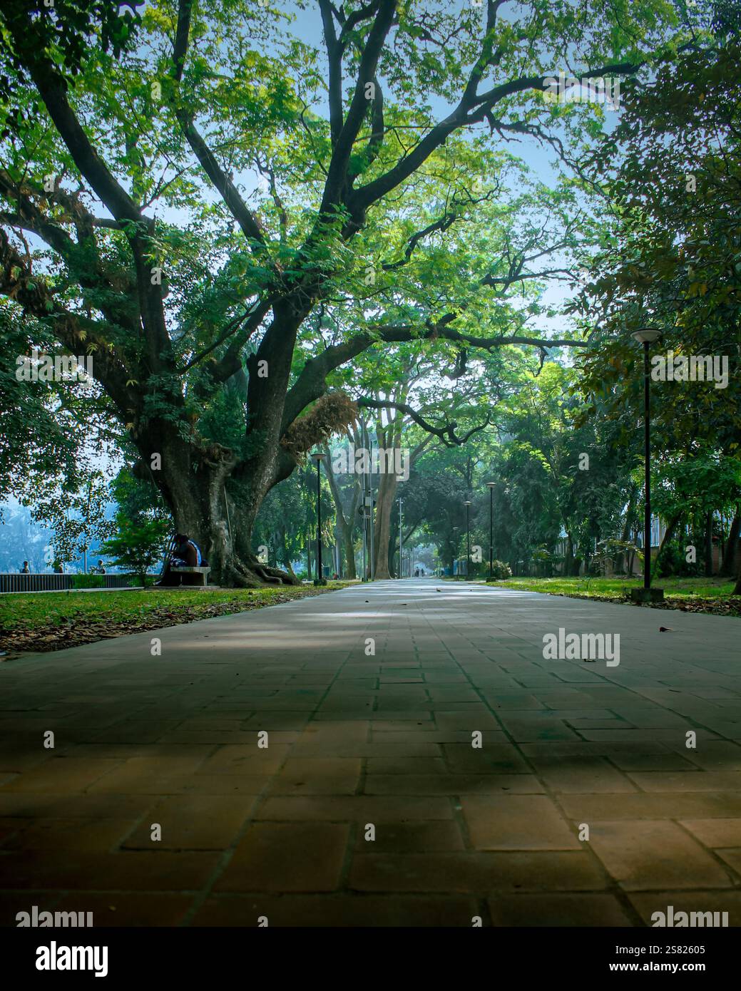 Ein wunderschöner Sonnenmorgen im Ramna Park von Dhaka, mit üppigem Grün, ruhigen Wegen und einer ruhigen Atmosphäre im Herzen der Stadt Stockfoto
