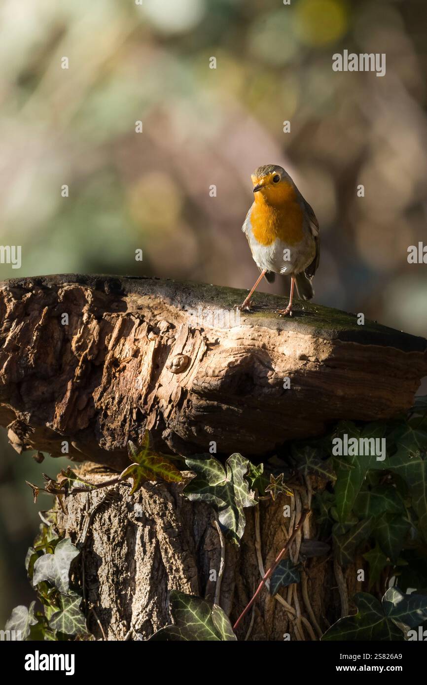 Wilden Robin Stockfoto