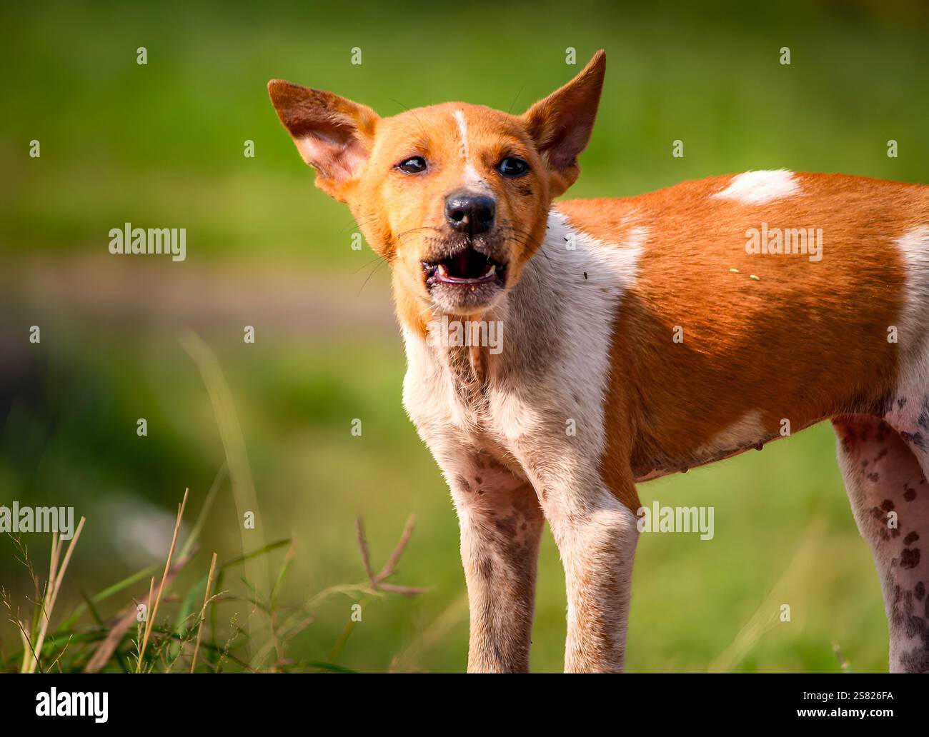 Ein süßer, wütender Hündchen, der mit einem ausdrucksstarken Gesicht bellt und seine temperamentvolle Persönlichkeit und seine verspielte Natur zum Ausdruck bringt. Stockfoto