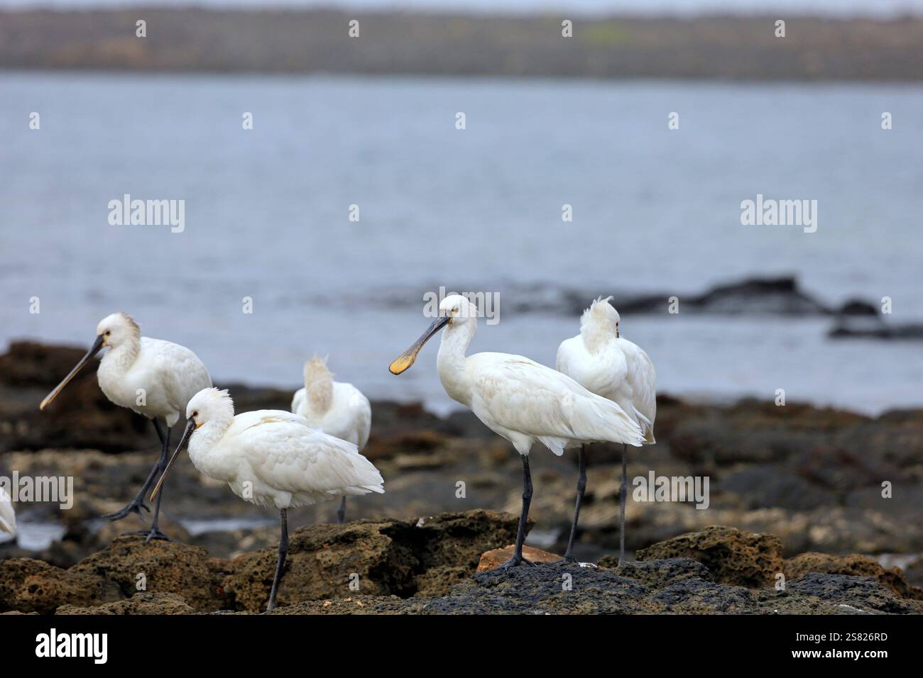 Eine Gruppe von ausgewachsenen Löffeln, Platalea leucorodia in El Cotillo, Fuerteventura, Kanarischen Inseln, aufgenommen im Dezember 2024. Stockfoto