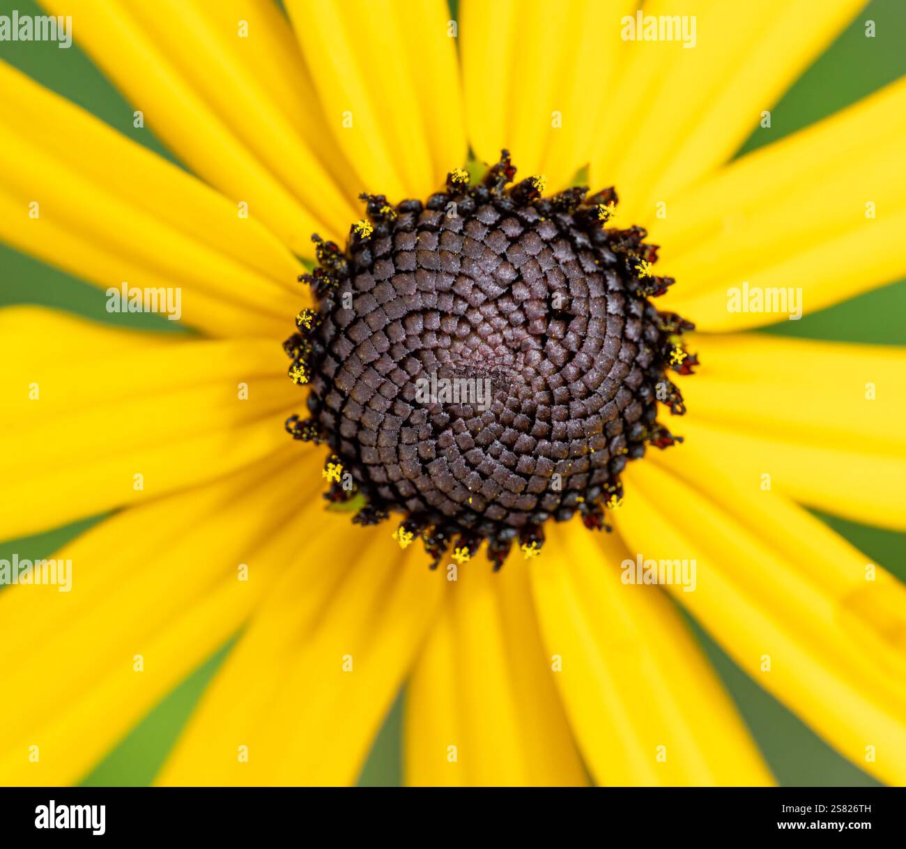 Makro einer gelben Echinacea-Blüte Stockfoto
