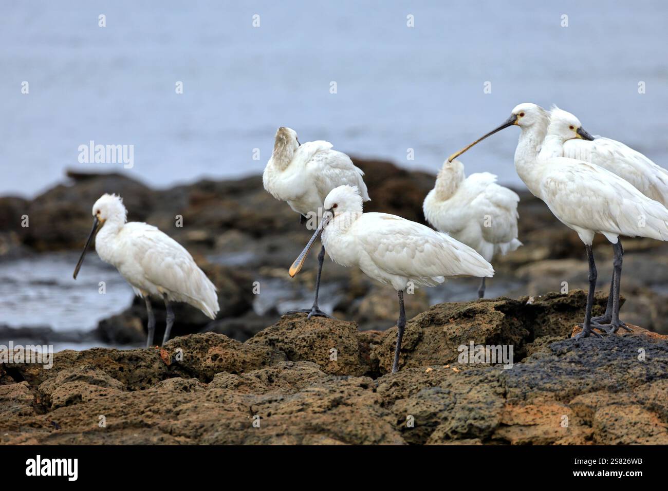 Eine Gruppe von ausgewachsenen Löffeln, Platalea leucorodia in El Cotillo, Fuerteventura, Kanarischen Inseln, aufgenommen im Dezember 2024. Stockfoto