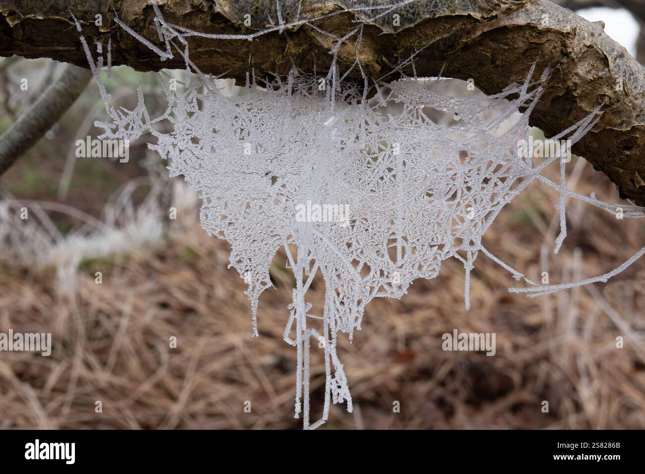 Spinnennetz mit unzähligen Eiskristallen, die an einem Ast hängen Stockfoto