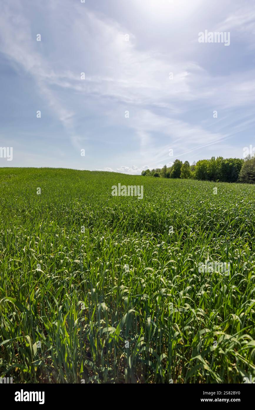 Grünes Wintergetreide, eine große Menge grüner Weizen, die im Frühjahr aktiv wächst Stockfoto