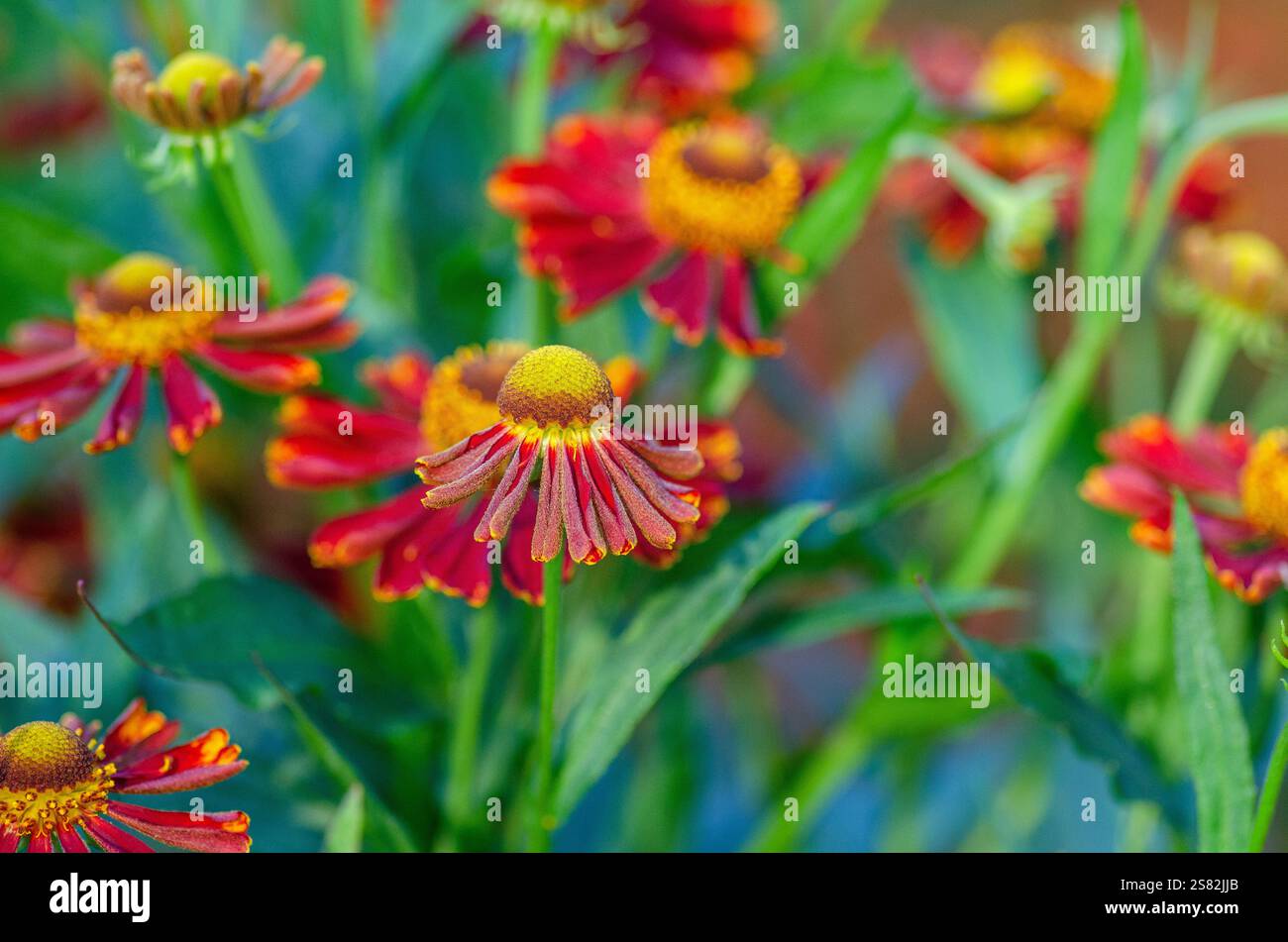 Gewöhnlicher Niesenkraut, Helenium herbstlich, Red Juwel, UK, Sommer. Eine klumpenbildende, aufrechte krautige Staude mit mittelgrünen lanzenförmigen Blättern. Stockfoto