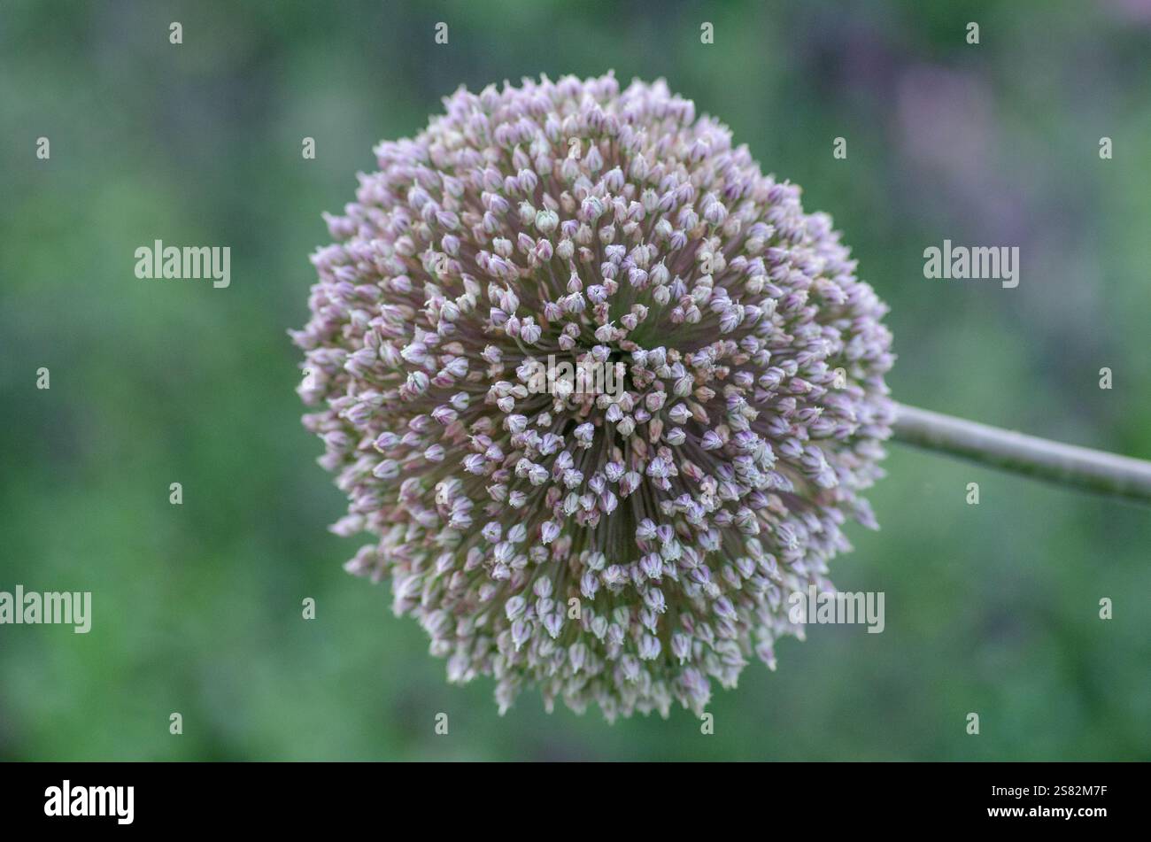 Allium stipitatum „Summer Drummer“; supergroßes allium, spätblühendes allium. UK. Stockfoto