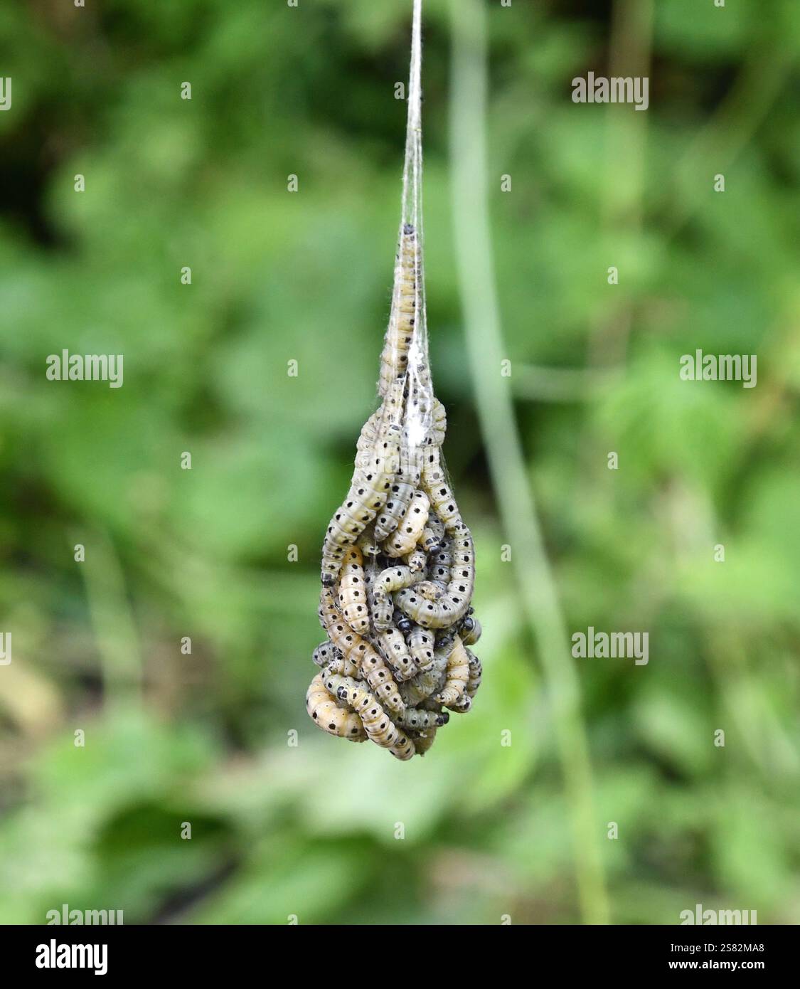 Spindel Hermelin-Motte-Raupen, die sich in einem Sack zusammenklammern und an einem Baum hängen (ja, das ist normal) Stockfoto