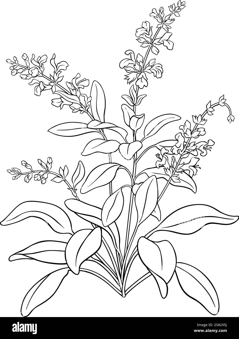 Salbei Pflanze mit Blumen Umrissillustration Stock Vektor