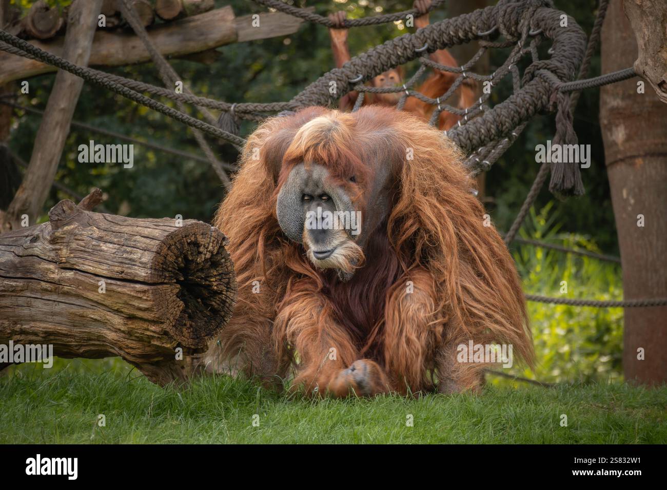 Pelziger Sumatra-Orang-Utan (Pongo Abelii) im Zoo. Kritisch gefährdetes männliches Tier im Zoologischen Garten. Stockfoto