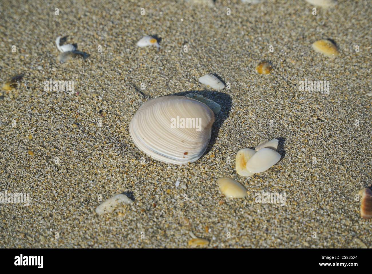 Eine große Muschel, umgeben von einer Reihe kleinerer Muscheln auf einem kleinen Bereich mit Strandsand. Stockfoto