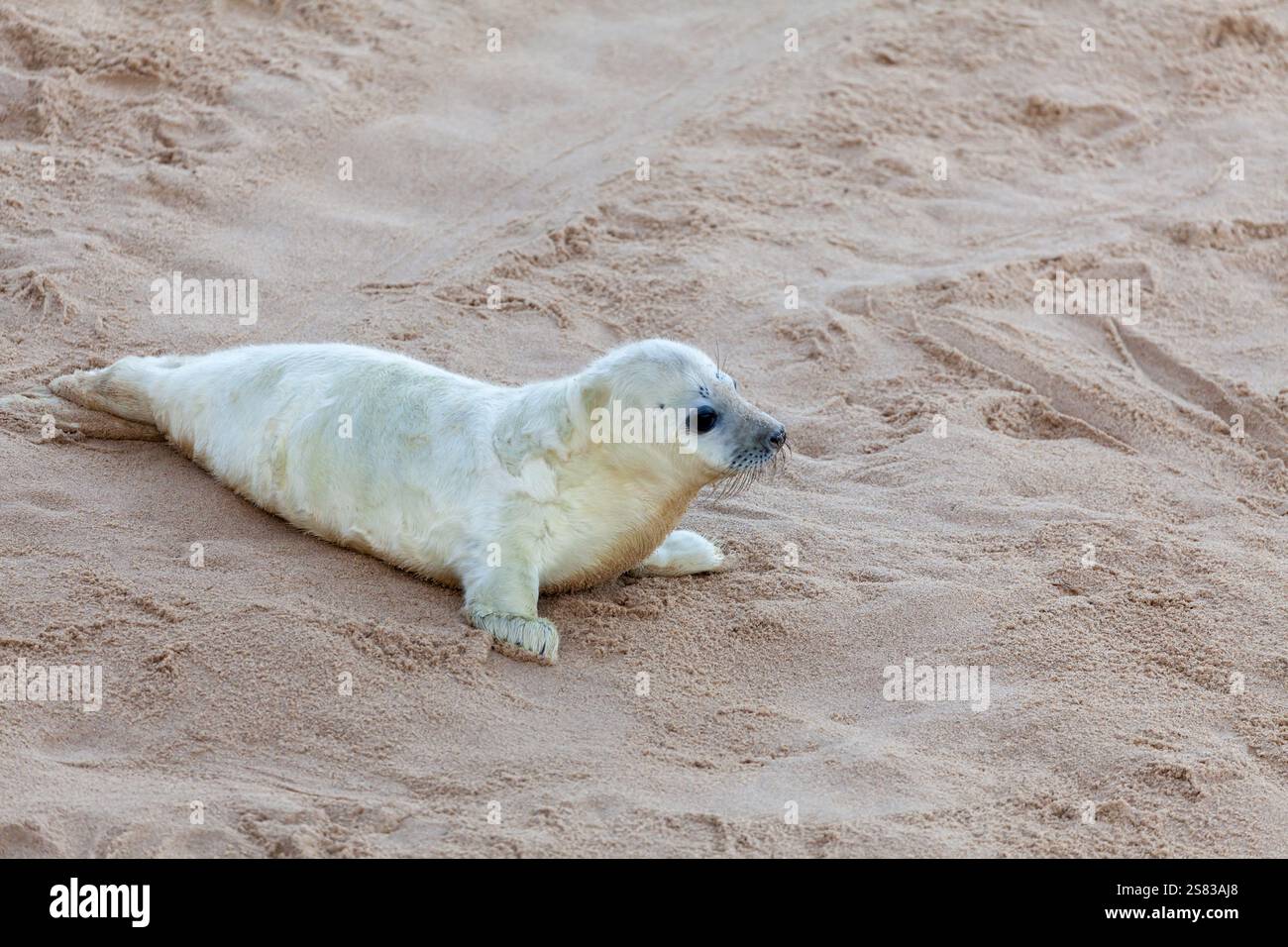 Norfolk UK Robben am Strand mit jungen Jungtieren während der Paarungszeit Stockfoto