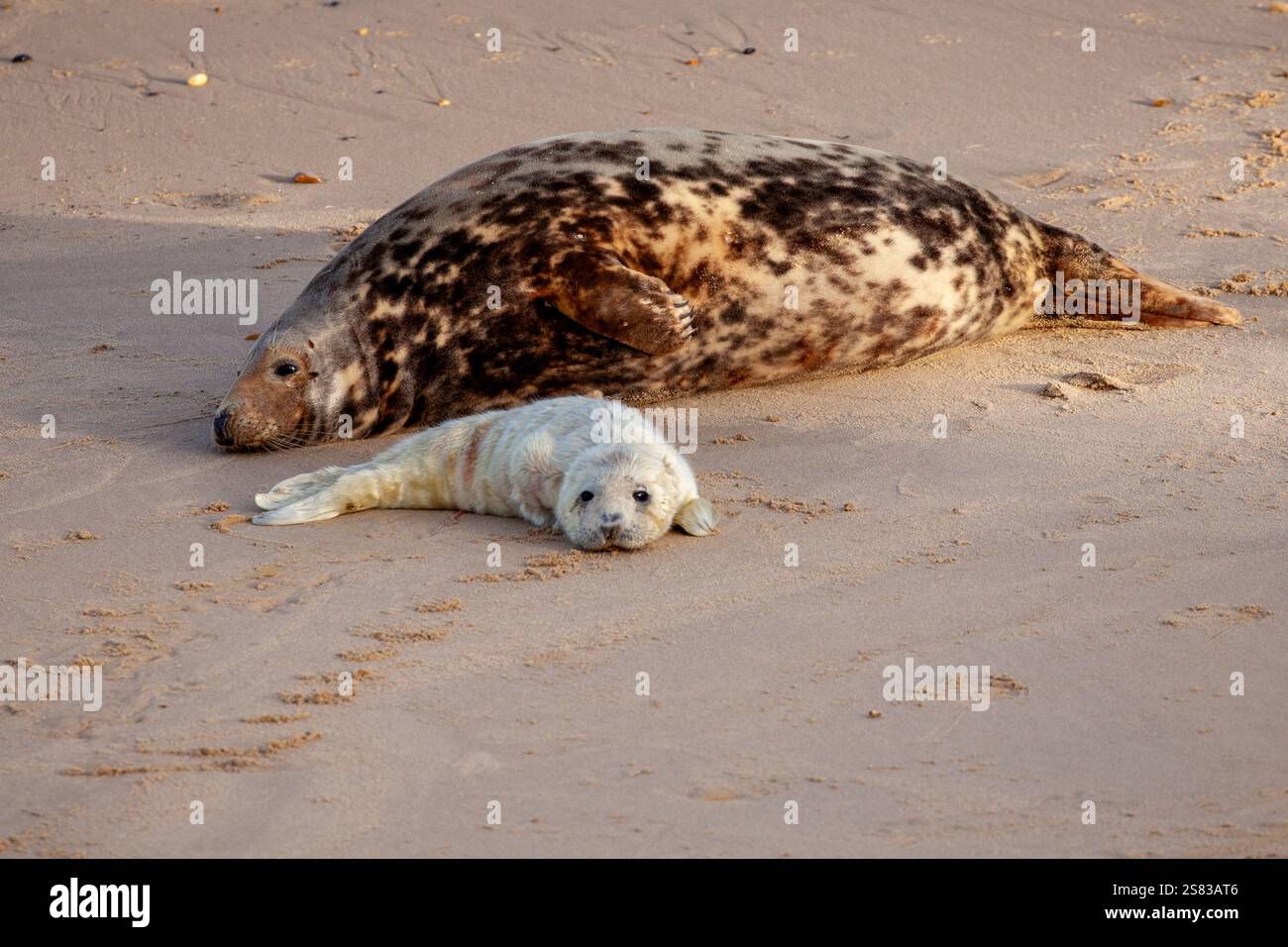 Norfolk UK Robben am Horsey Gap Beach mit neugeborenen jungen Welpen und Baby während der Paarungszeit Stockfoto