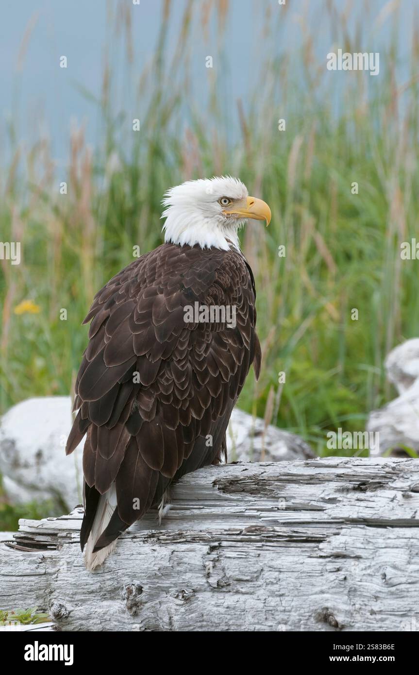Nordamerika; Vereinigte Staaten; Alaska; Alaska-Halbinsel; Sommer; Wildtiere; Vögel; Raubtiere; Weißkopfadler; Haliaeetus leucocephalus. Stockfoto