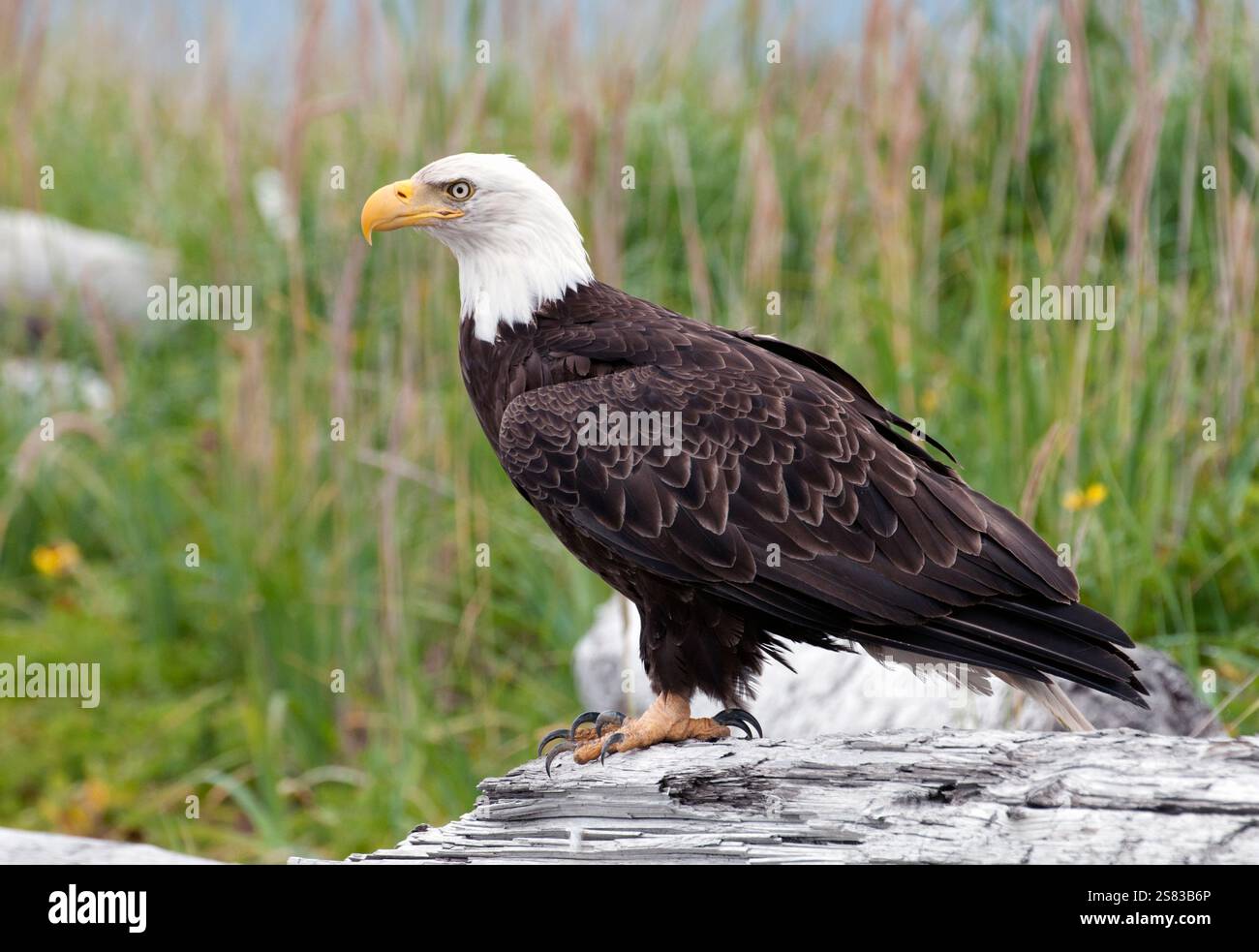 Nordamerika; Vereinigte Staaten; Alaska; Alaska-Halbinsel; Sommer; Wildtiere; Vögel; Raubtiere; Weißkopfadler; Haliaeetus leucocephalus. Stockfoto