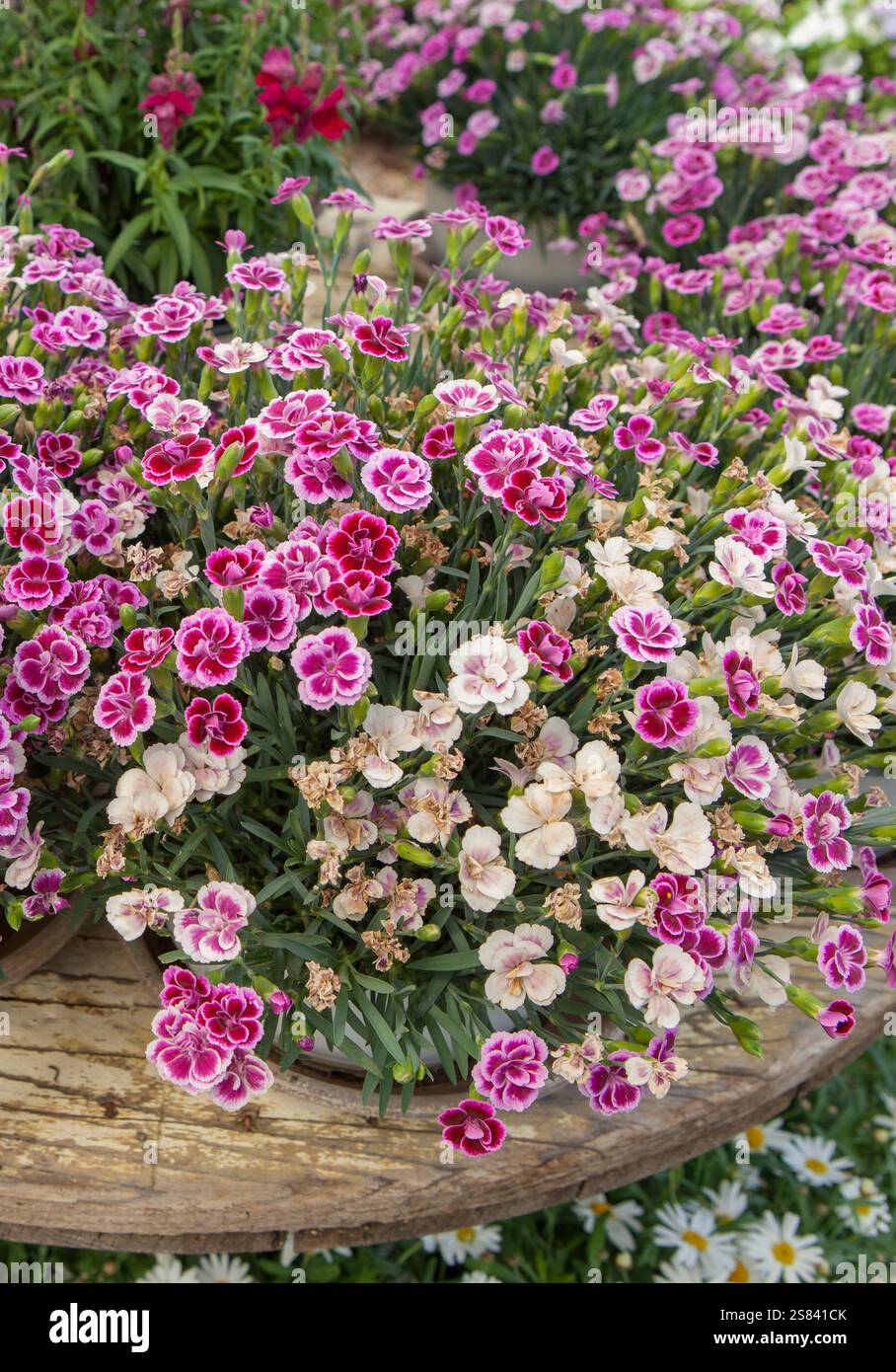 Dianthus caryophyllus, auch bekannt als Nelke. Pflanzen werden in der Gärtnerei in Tabletts ausgestellt Stockfoto
