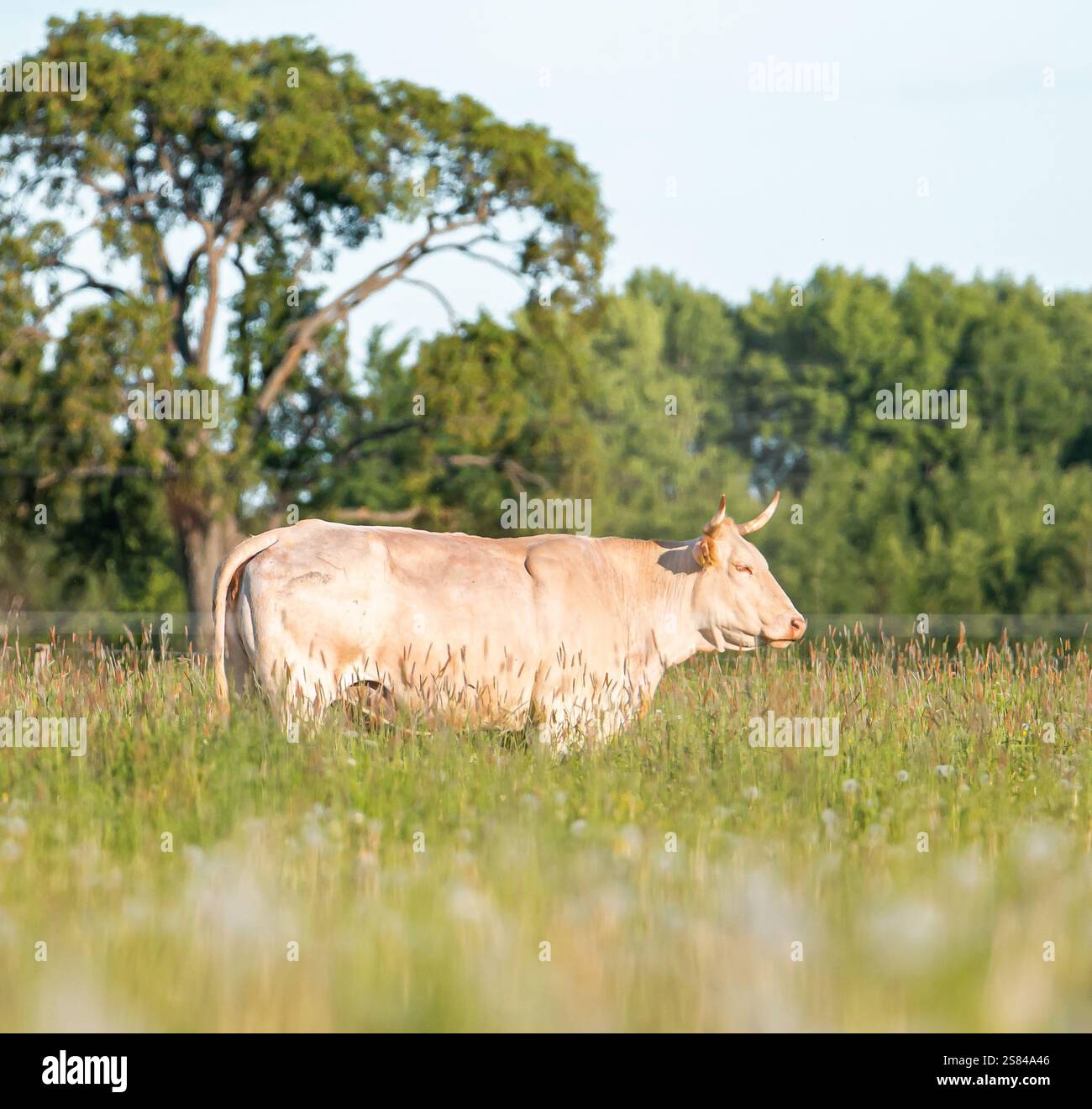Eine helle Kuh mit auffälligen Hörnern steht in hohem Gras inmitten von Wildblumen. Ein großer Baum mit einem gebogenen Stamm und dichtem Laub ist in der Nähe zu sehen. Stockfoto
