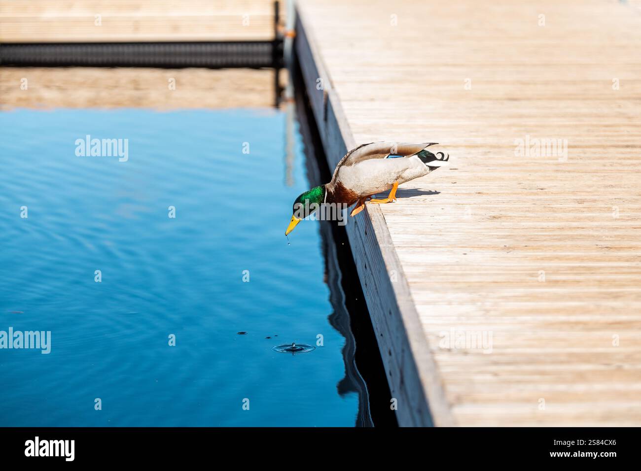 Eine Stockente mit grünem Kopf steht auf einem hölzernen Dock und blickt ins ruhige blaue Wasser. Die Linien und Reflexionen des Docks verleihen der Szene Tiefe. Stockfoto
