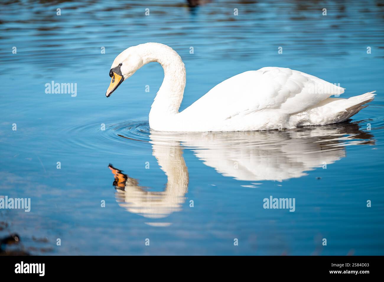 Ein weißer Schwan gleitet auf ruhigem blauem Wasser, dessen Reflexion auf der Oberfläche sichtbar ist. Sanfte Wellen umgeben den Schwan mit schwachen Details im Hintergrund. Stockfoto