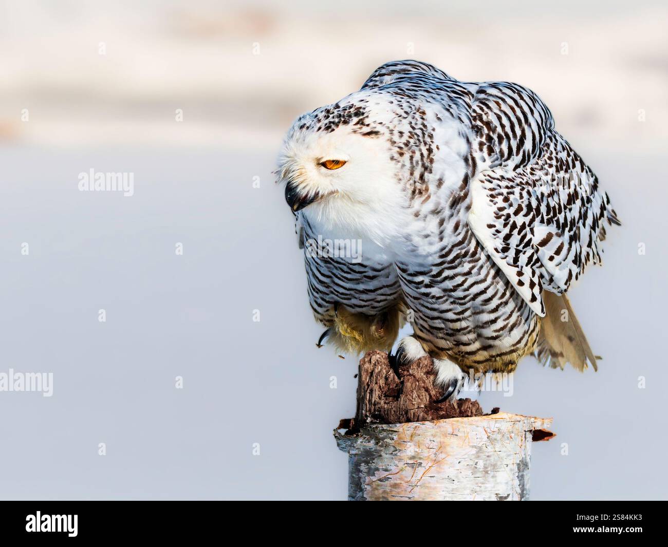 Schneeeule (Bubo scandiacus), die an einem kalten Wintermorgen im Süden von Ontario auf einer Stange thront Stockfoto