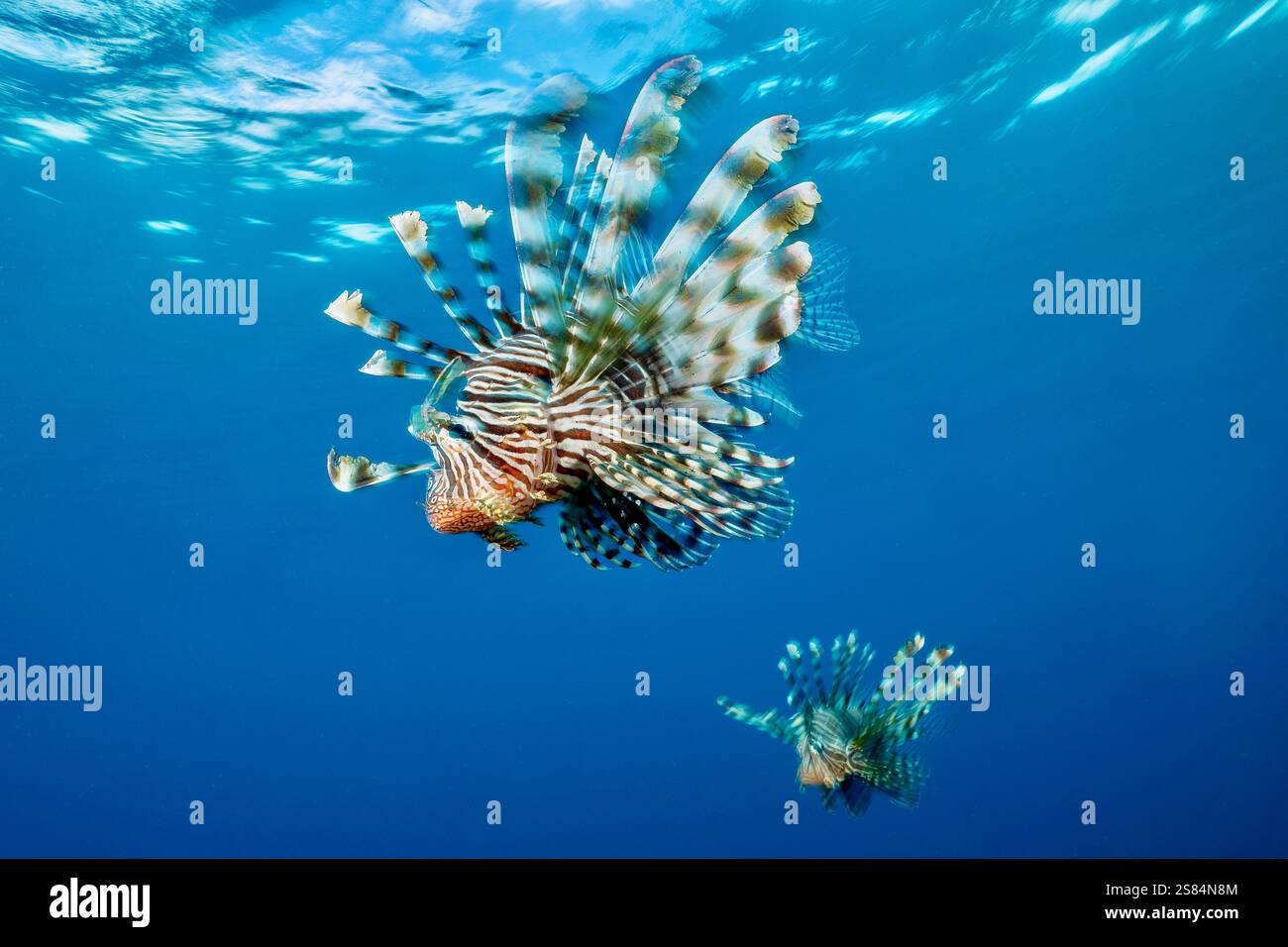 Der Löwenfisch (Pterois volitans), eine giftige und invasive Art in vielen tropischen Gewässern, bekannt für sein markantes Aussehen und seine ökologische Bedrohung Stockfoto