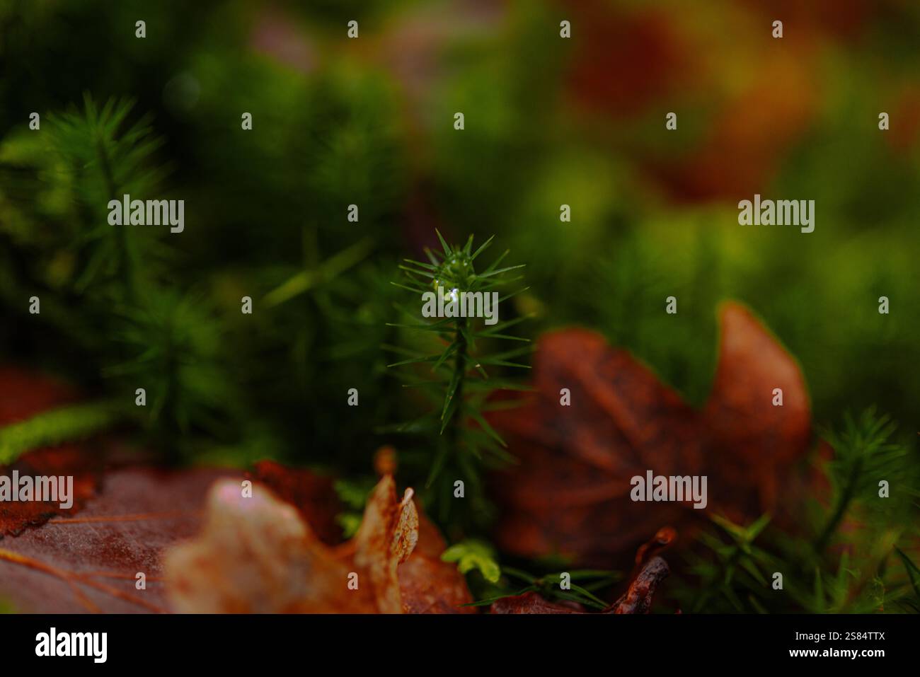 moos präsentiert einen winzigen Wald auf dem Herbstboden Stockfoto