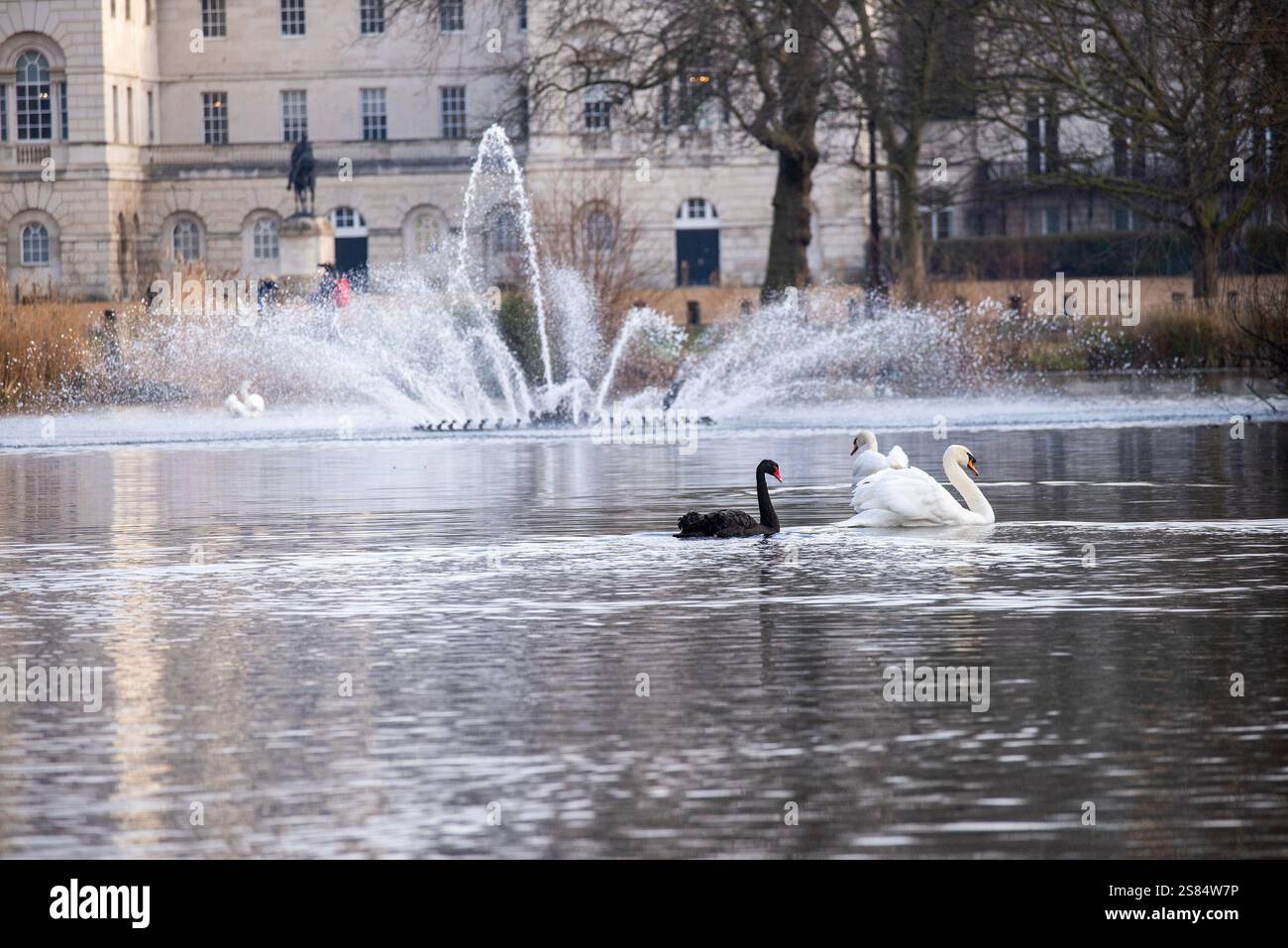 London, Großbritannien. Januar 2025. Ein schwarzer Schwan und ein weißer Schwan schwimmen zusammen vor dem Brunnen im St James's Park in London. St James's Park ist der älteste Royal Park in London. Es wurde König Heinrich VIII. In den 1530er Jahren als Hirschpark errichtet Der Park selbst ist 23 Hektar (57 Acres). Quelle: SOPA Images Limited/Alamy Live News Stockfoto