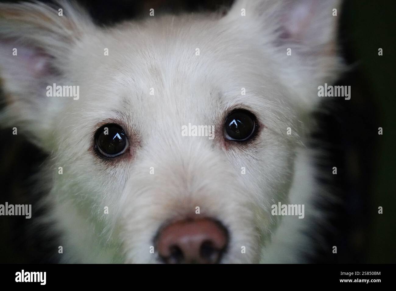 Porträt eines weißen Hundes mit schwarzen Augen, Nahaufnahme Stockfoto