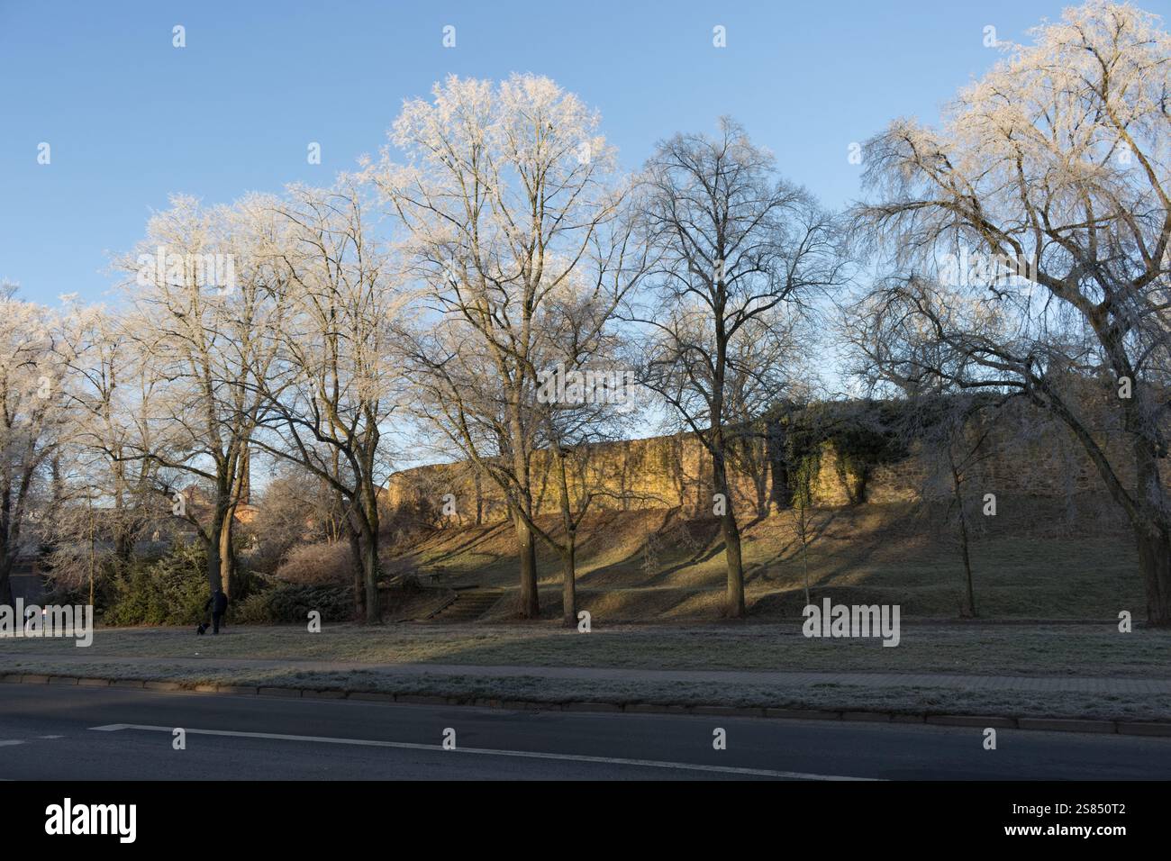 Frostbedeckte Bäume stehen hoch an einem Straßenrand, beleuchtet von der goldenen Morgensonne an einem frischen Wintertag. Stockfoto