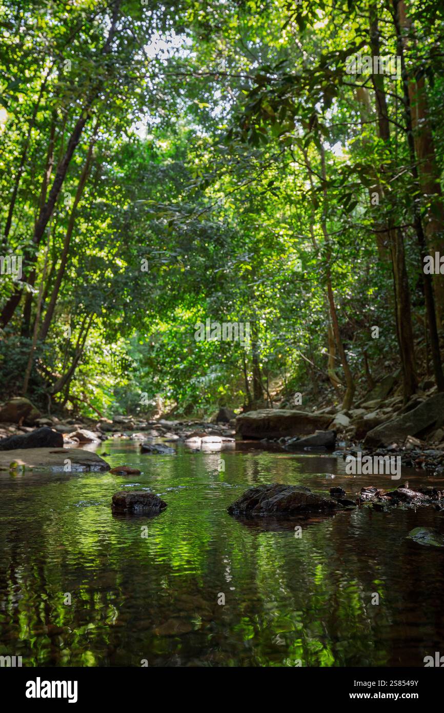 Kleiner Bach in einem üppigen und grünen Regenwald entlang des Naturpfads in Khlong Chak in Koh Lanta, Thailand, an einem sonnigen Tag. Geringe Schärfentiefe. Stockfoto