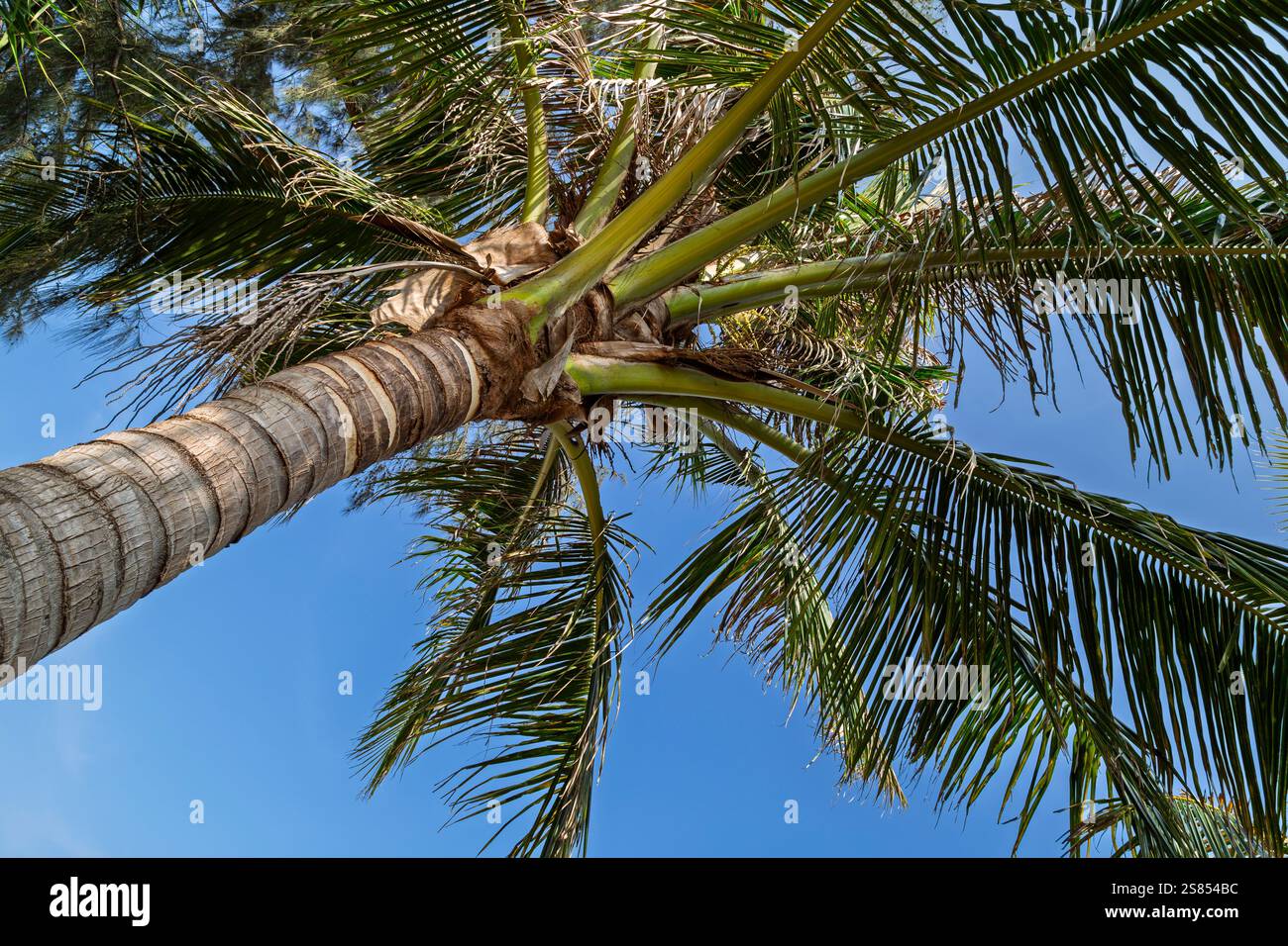 Flacher Blick auf eine einzelne üppige Palme vor klarem blauem Himmel an einem sonnigen Tag. Natürliche tropische Reise und Urlaub Hintergrund. Stockfoto