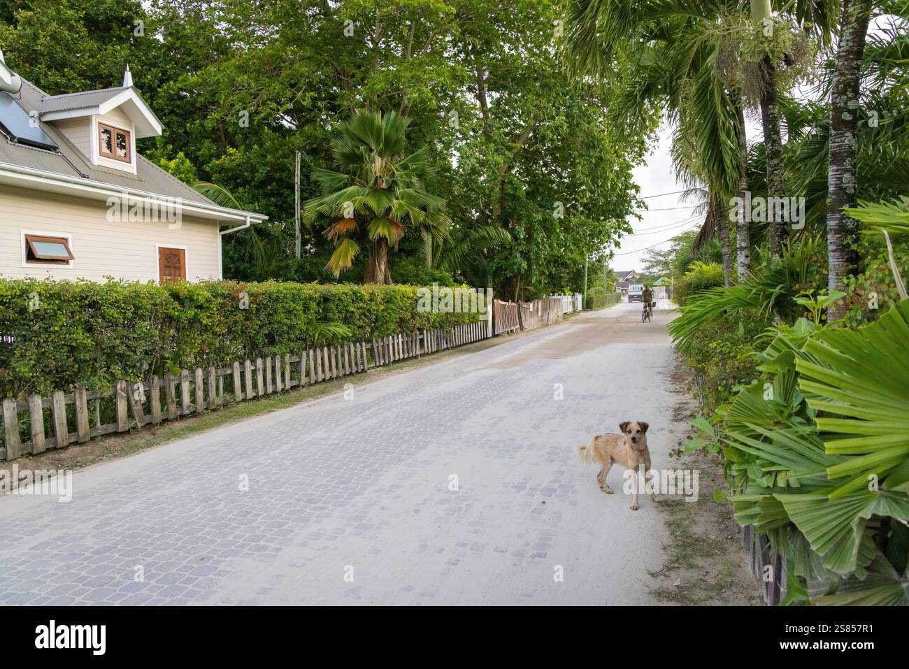 Ein einzelner Hund ohne Leine, der auf einer Straße steht, Seychellen Stockfoto