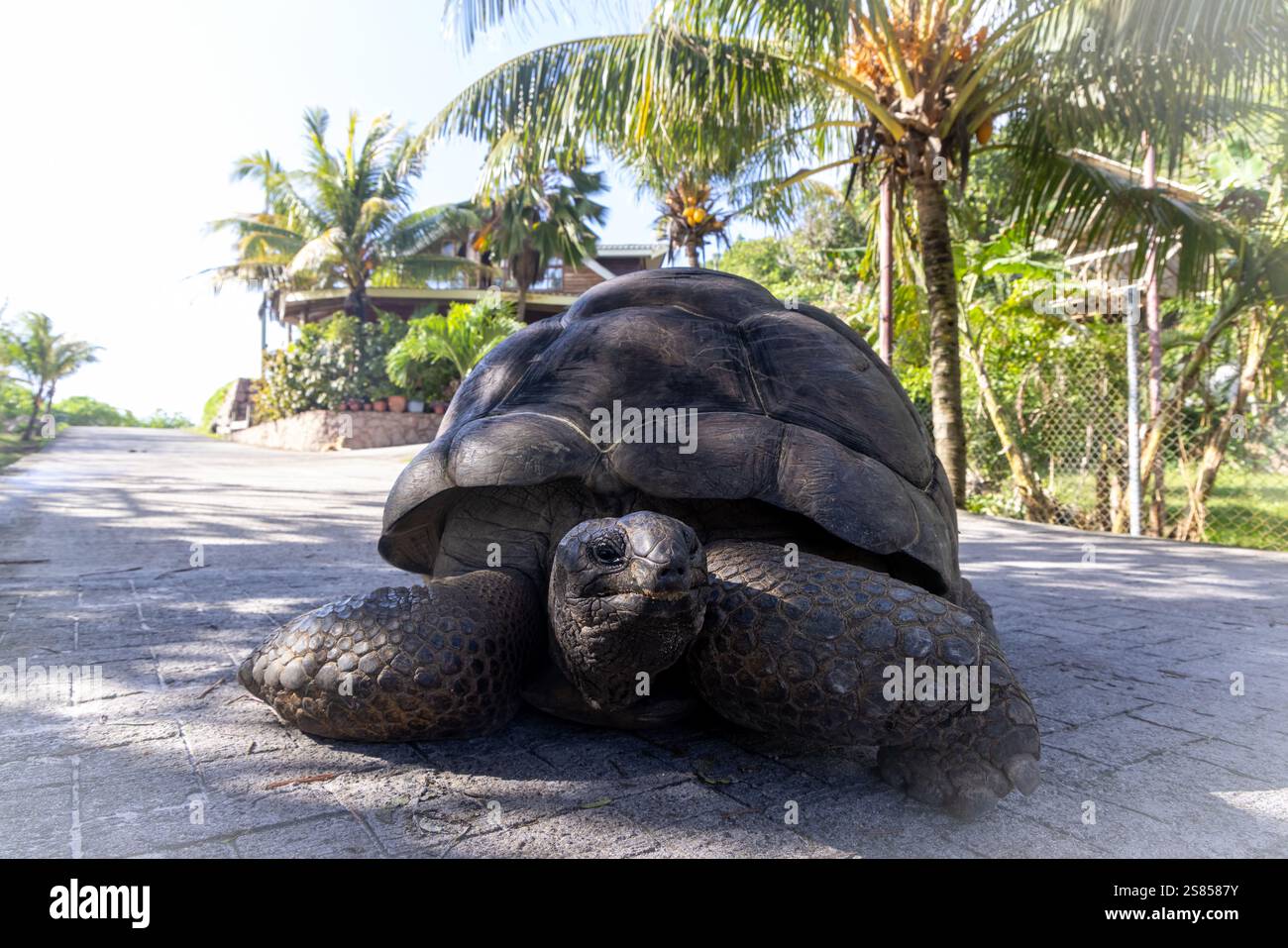 Aldabra Gian Schildkröte liegt auf einer Straße auf La Dique, Seychellen Stockfoto