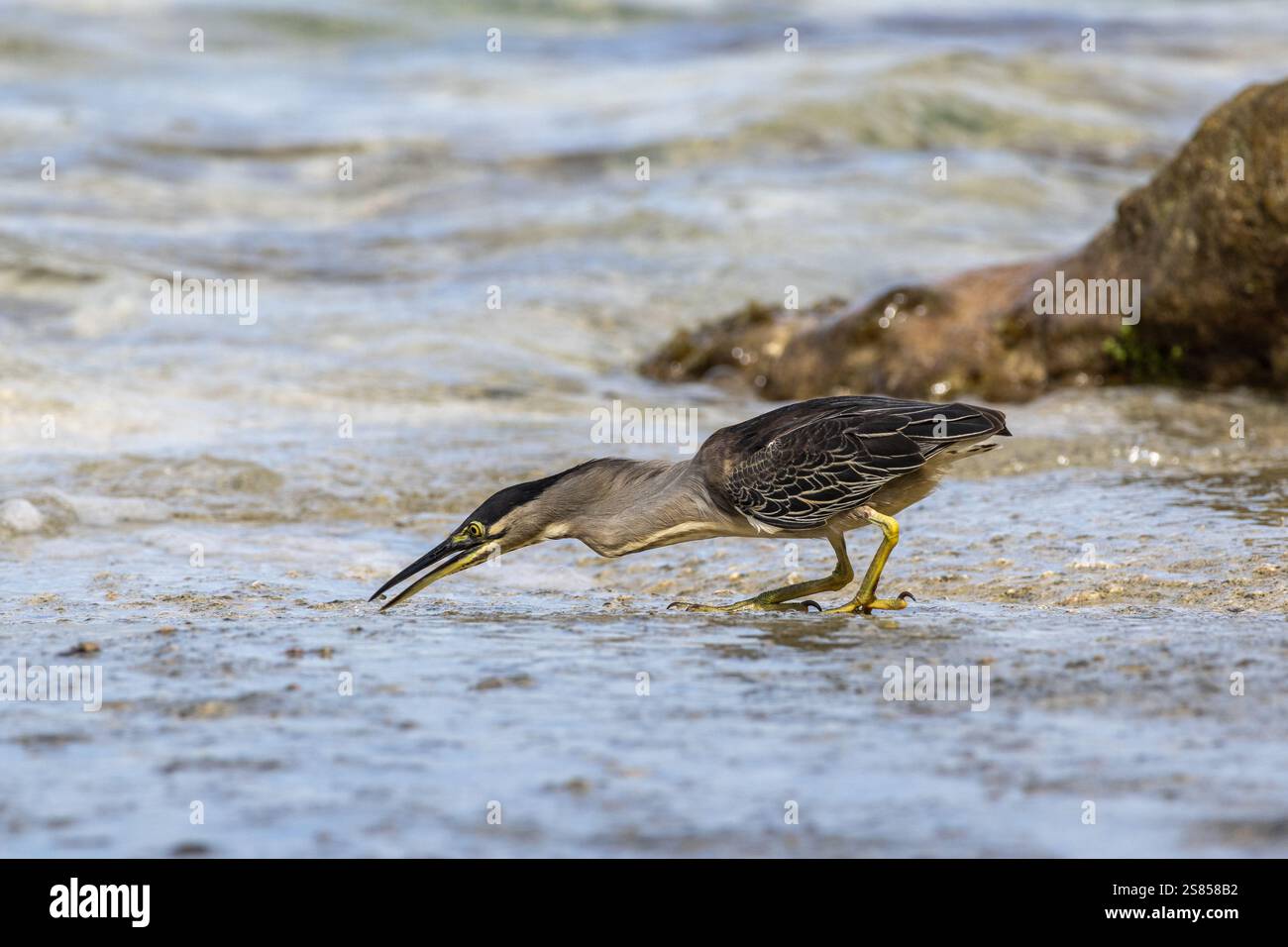 Jagd auf Mangrovenreiher am Strand von La Dique, Seychellen Stockfoto